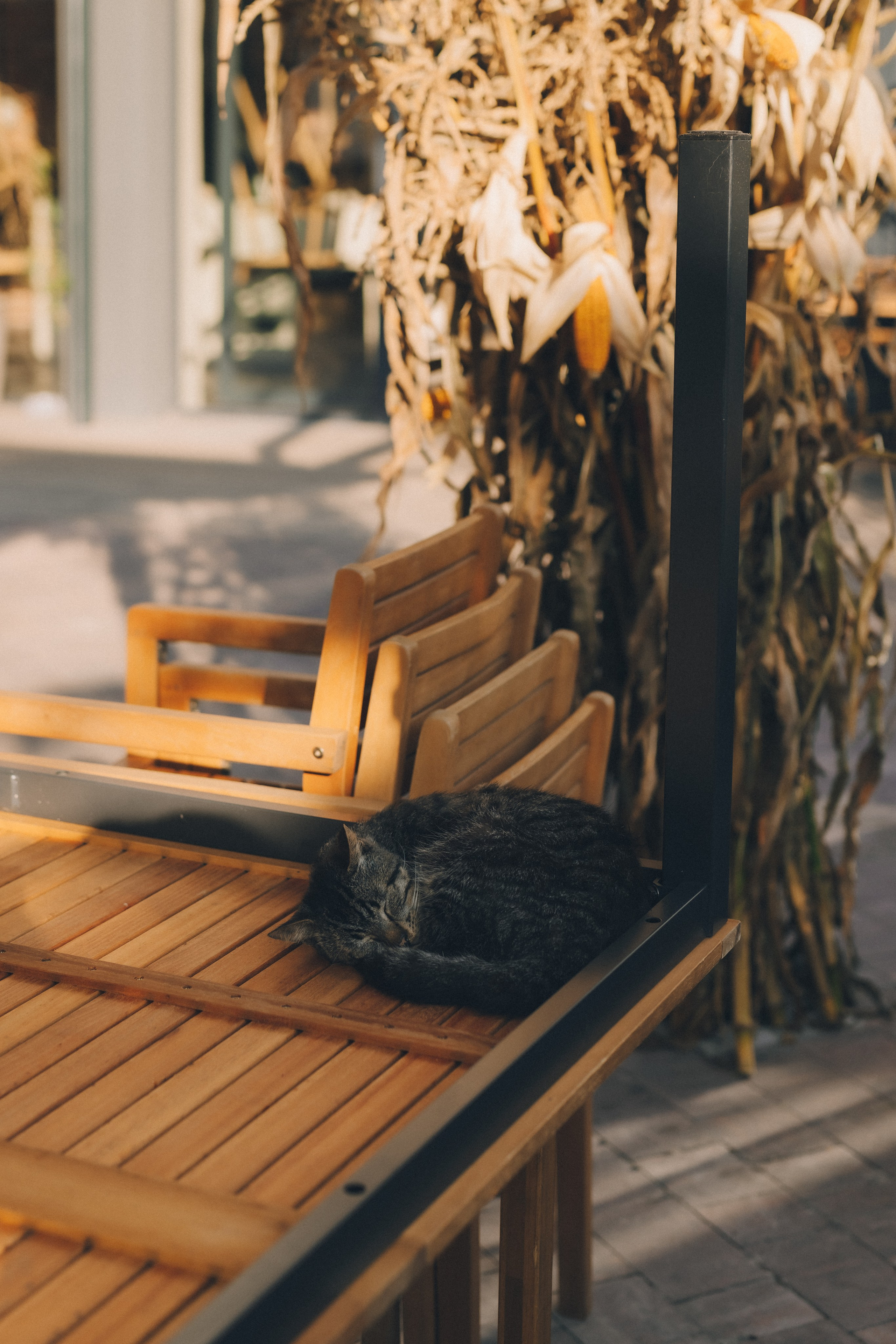 Коты Зеленоградска. Фотограф Зеленоградск Красильникова Елена