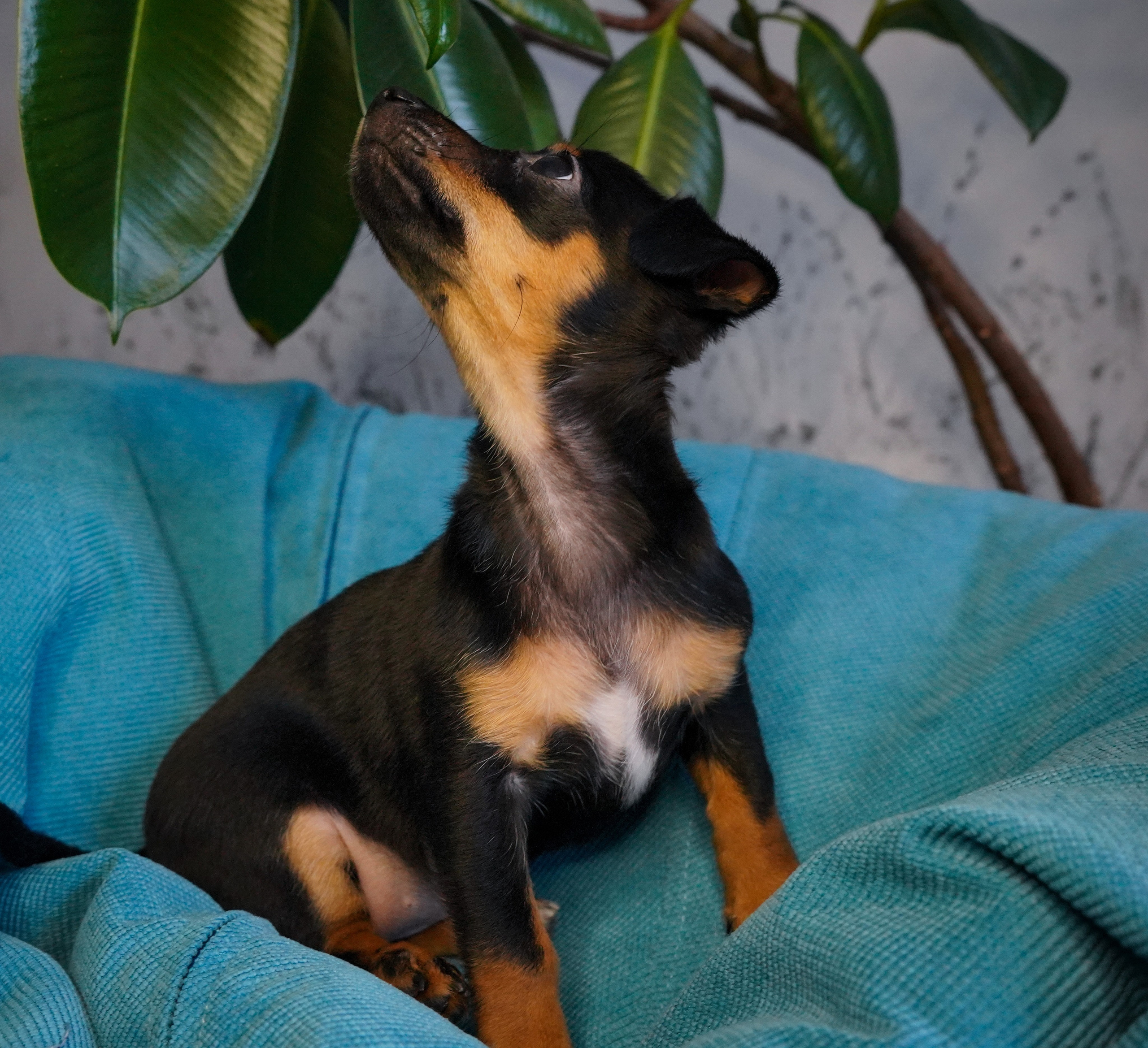 Фотосессии Пушистиков. Фотограф в Санкт-Петербурге Виктория Барышникова