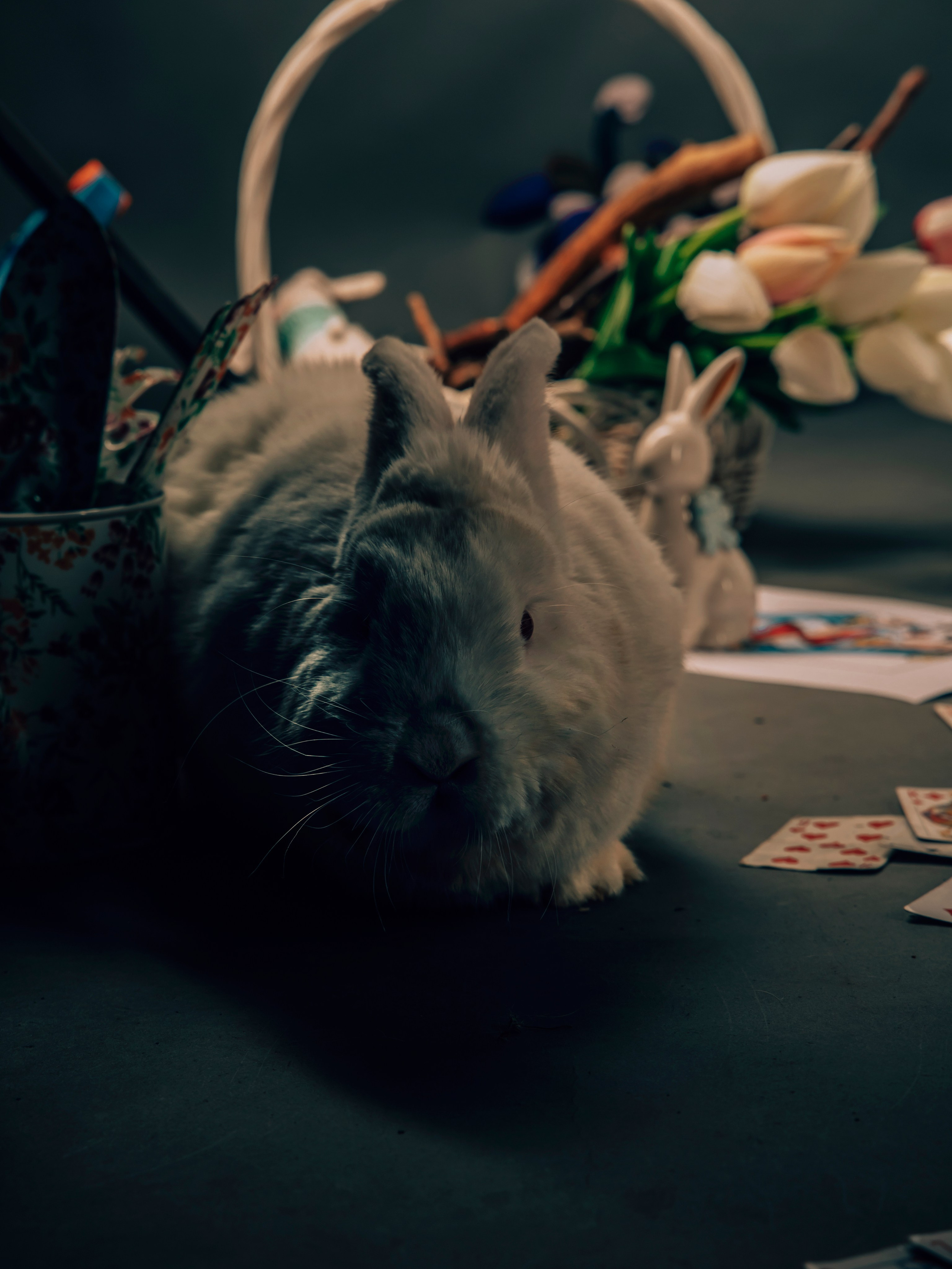 Фотограф Татьяна Марсуверских г. Жуковский, Москва и Мо. Репортажные съёмки, фотосессии,  фотограф анималист, фотосъёмка животных. Фотограф для маркетплейсов, фотоуслуги в Жуковском Татьяна Марсуверских