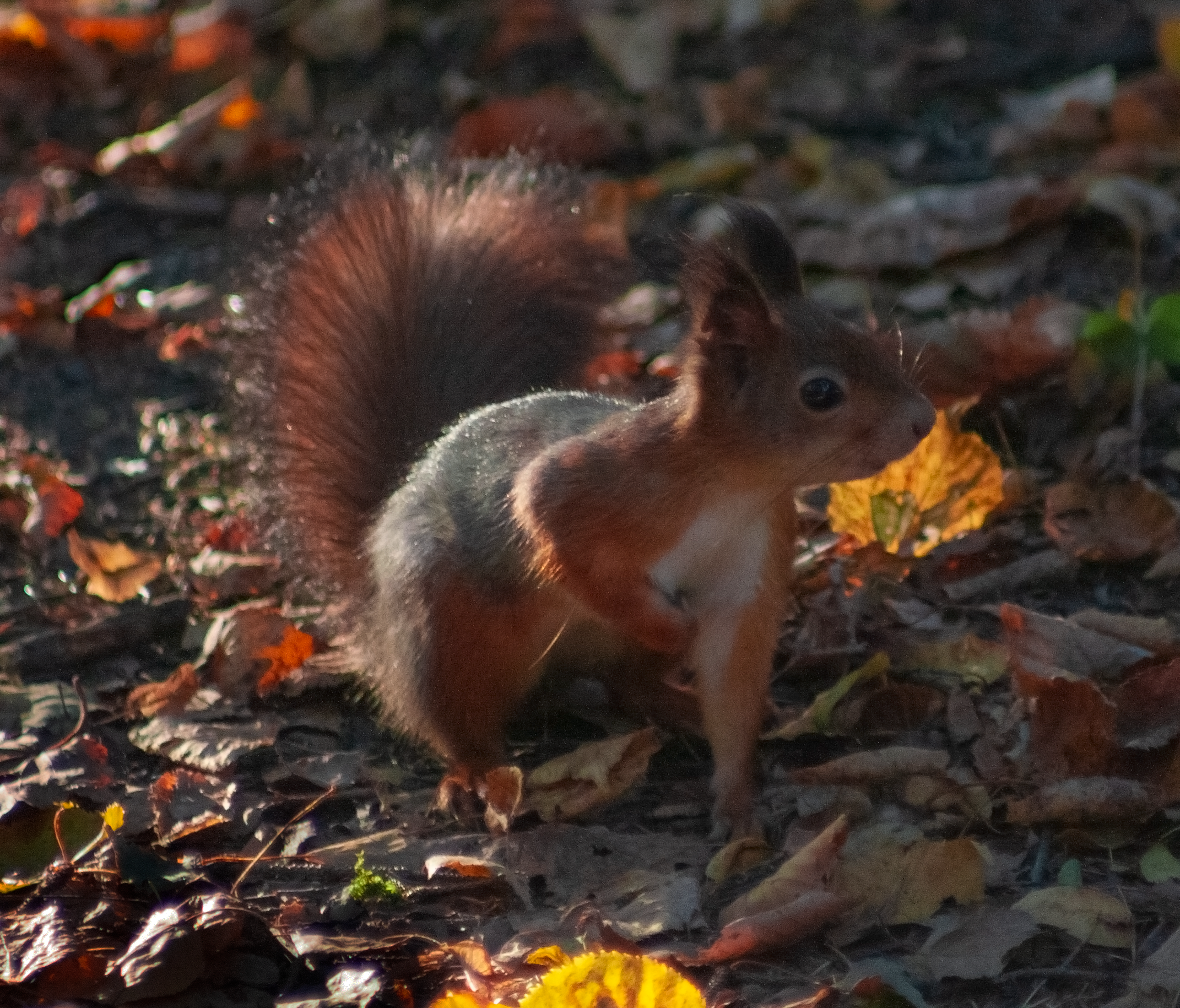 Белка поджала лапку. Фото Влад в походе