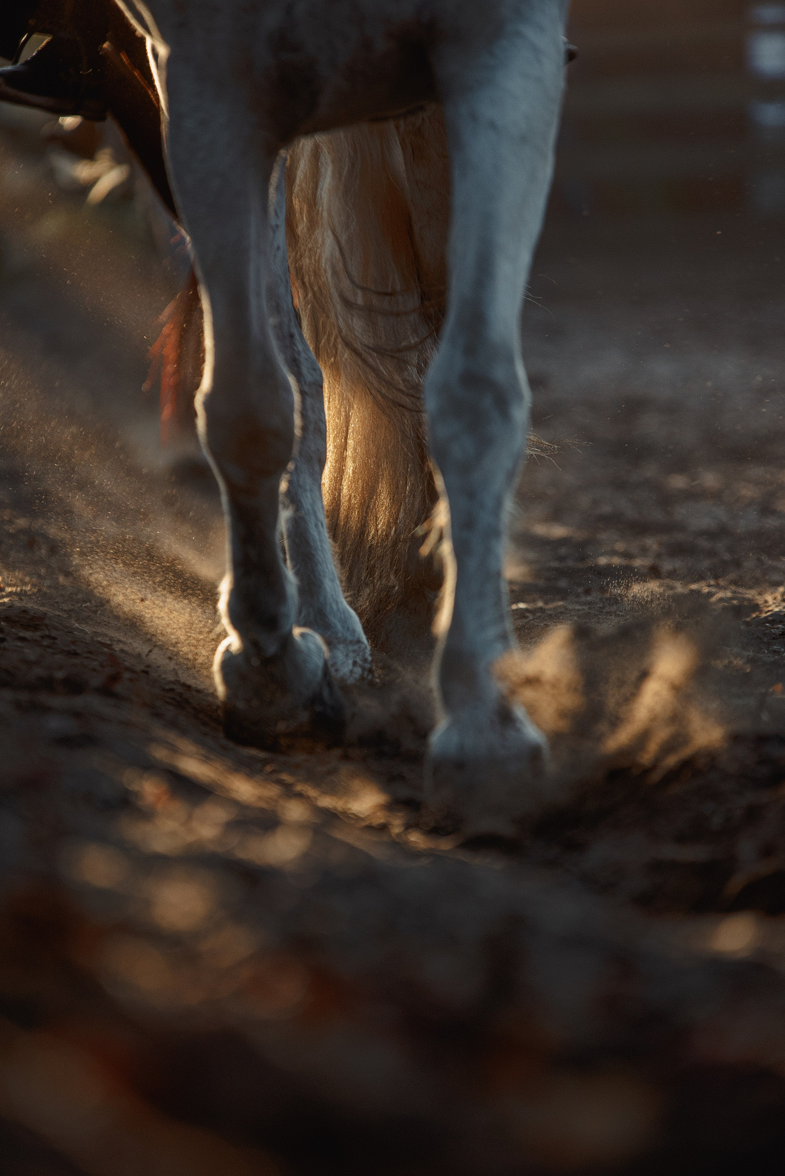 Кони. Мотофотограф в Нижнем Новгороде Динара Зуйкова