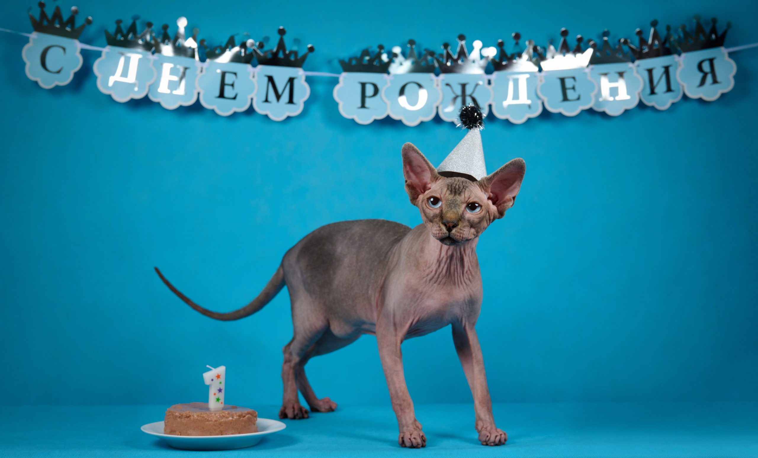 Котята в домашней студии. Фотограф анималист в Казани Алина Сулейманова. Фотограф животных