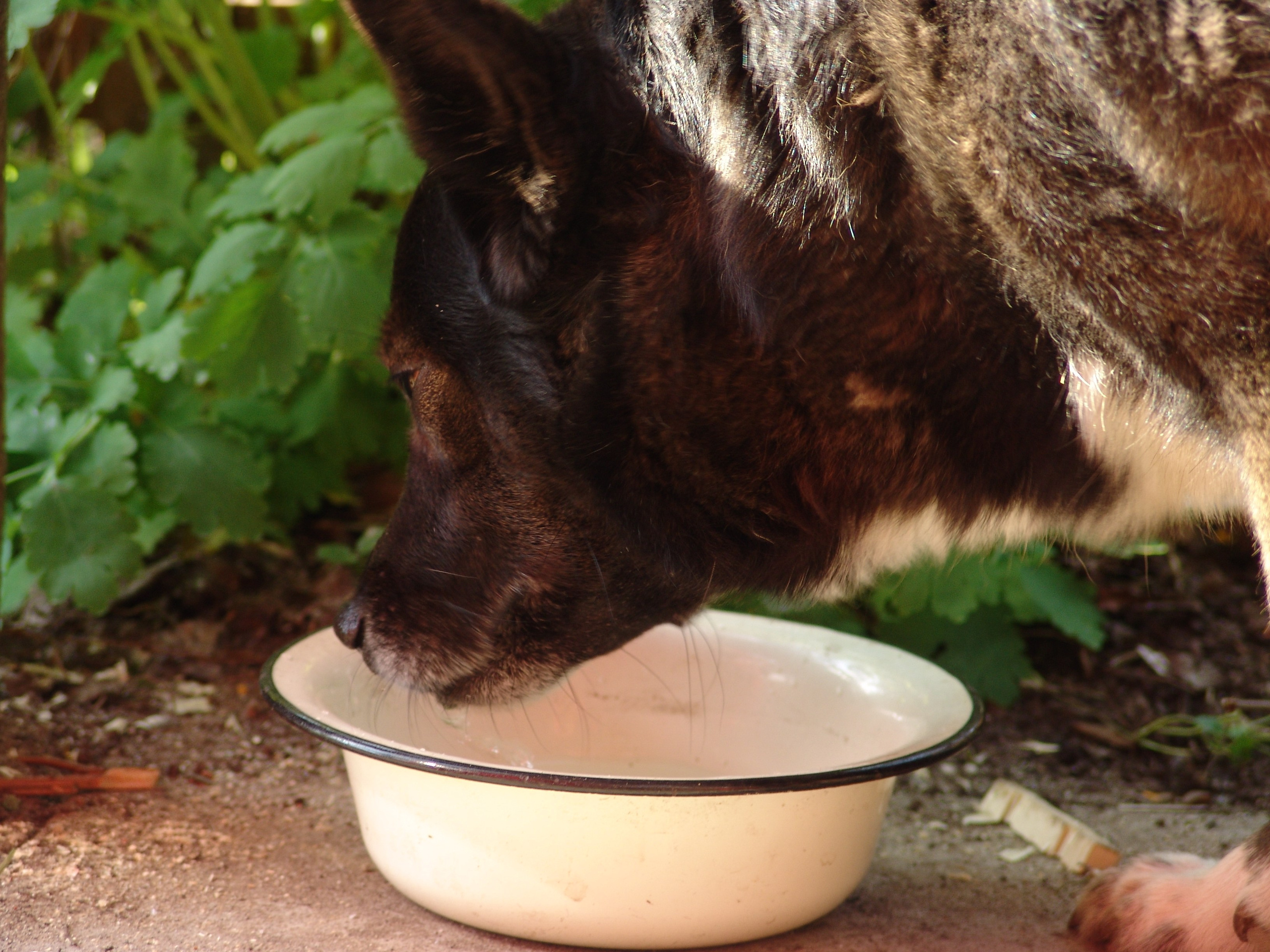 Приезд КС 2005. Заставка