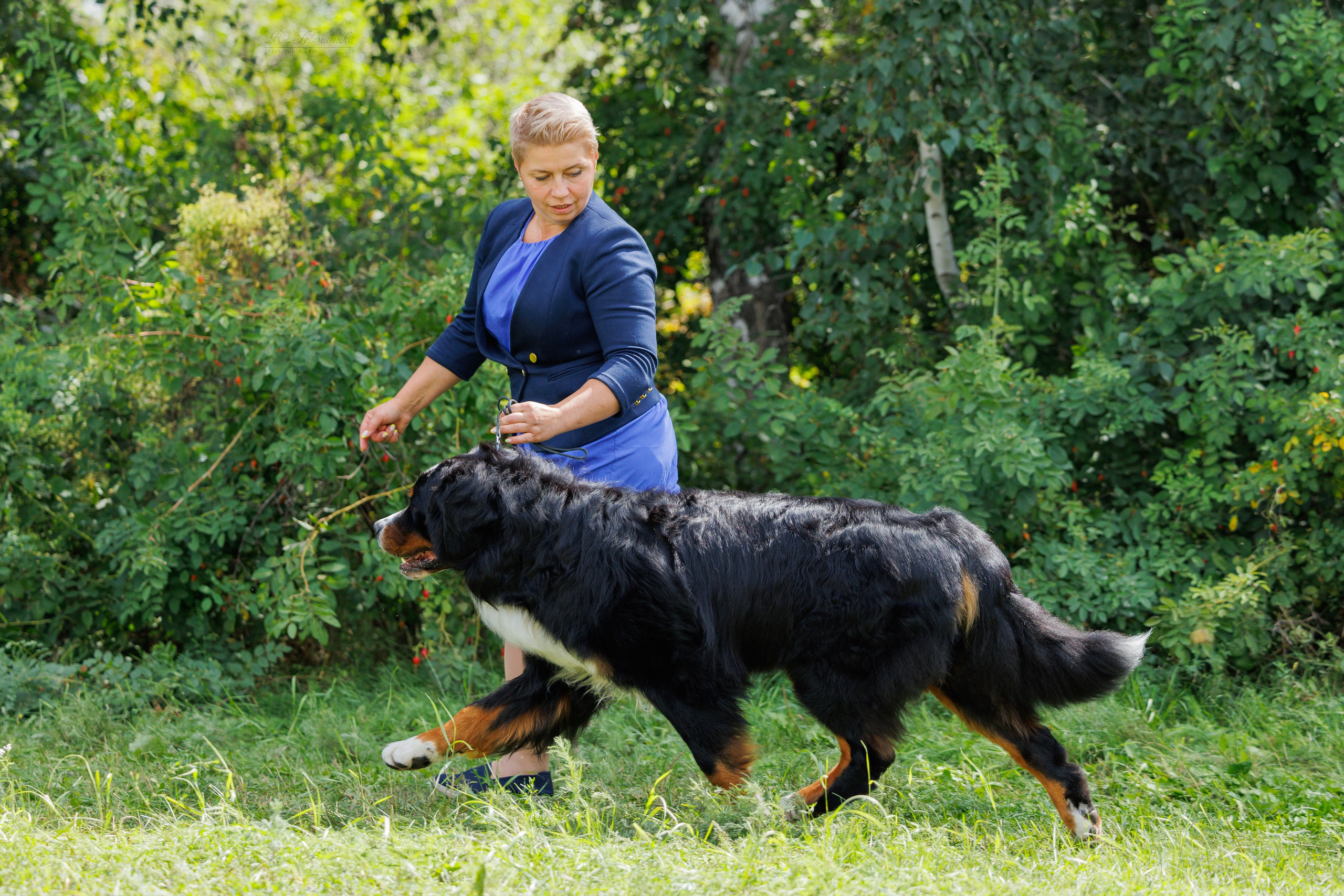 Астана 2хCACIB 17-18.08.2024. Фотограф-анималист Юлия Германика