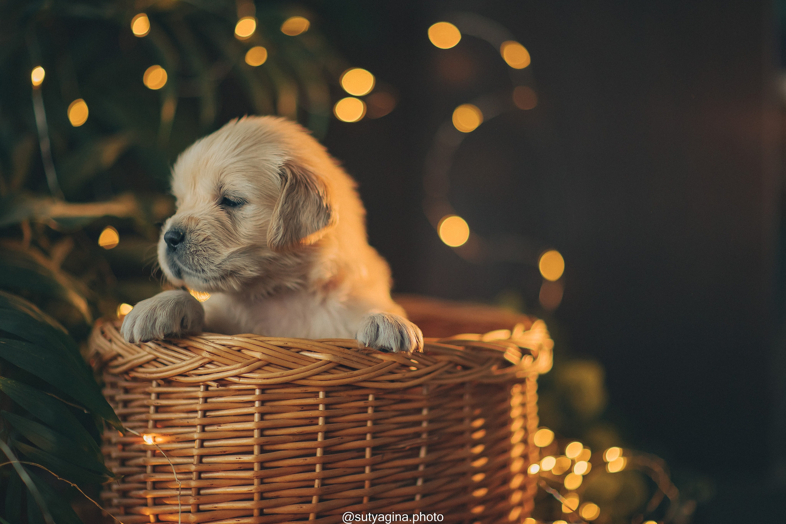 Серая лента. Свадебный и женский фотограф