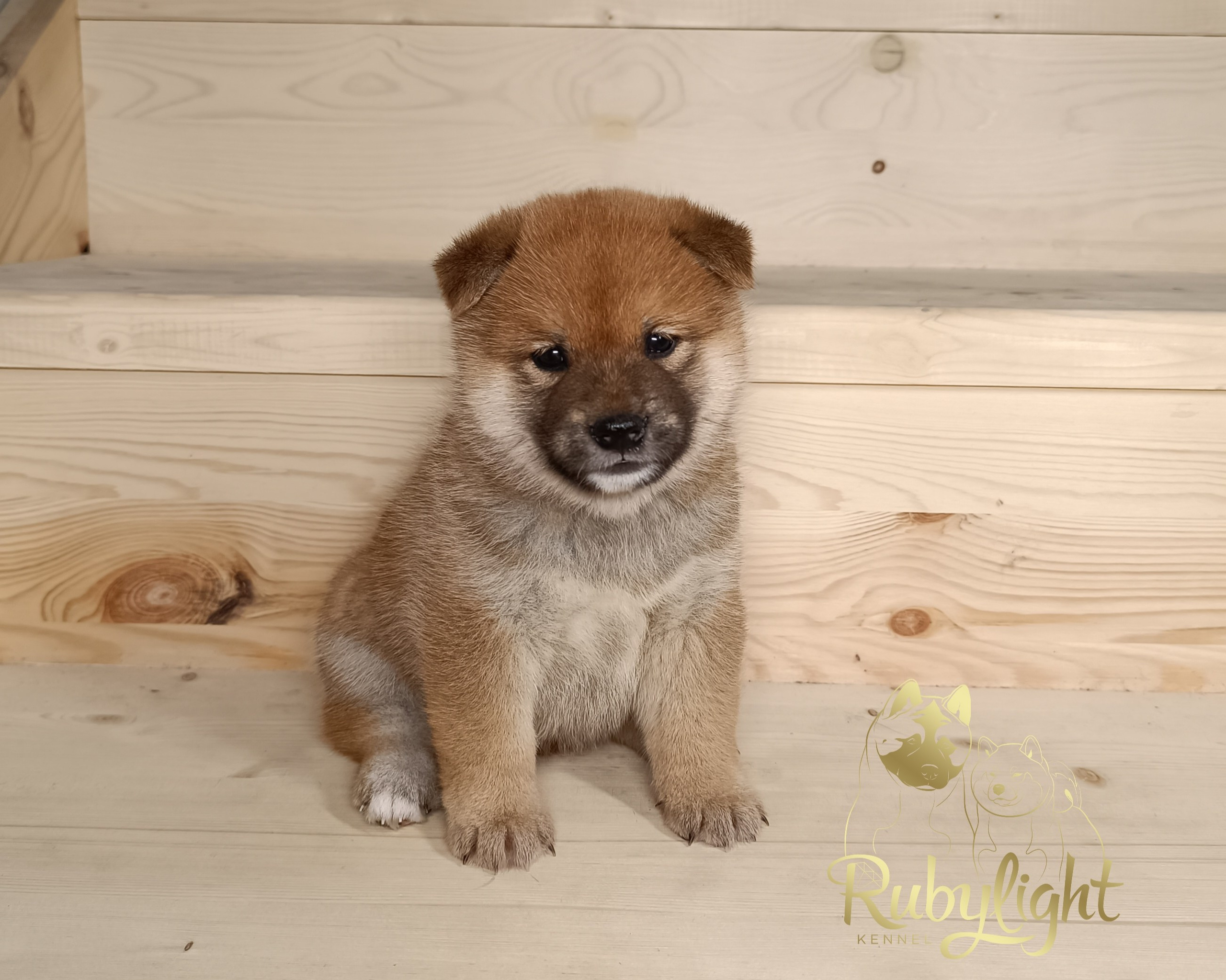 Сиба Rubylight Everest питомник Рубилайт 