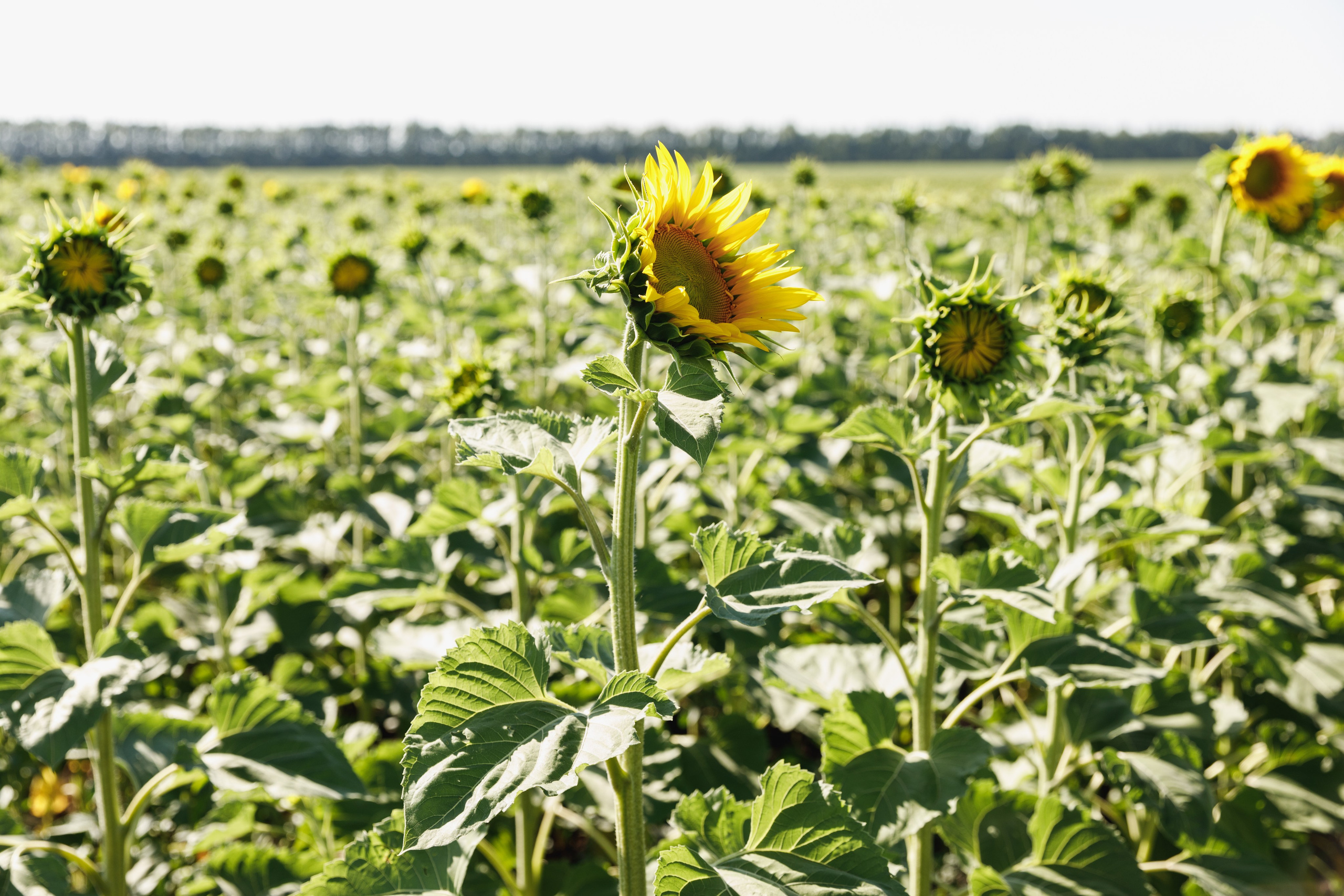 BASF. Конференция 2024. Фотограф Липецк. Фотограф в Липецке Татьяна Минаева. Портретный фотограф Липецк. Свадебный фотограф Липецк. Бизнес фотограф Липецк