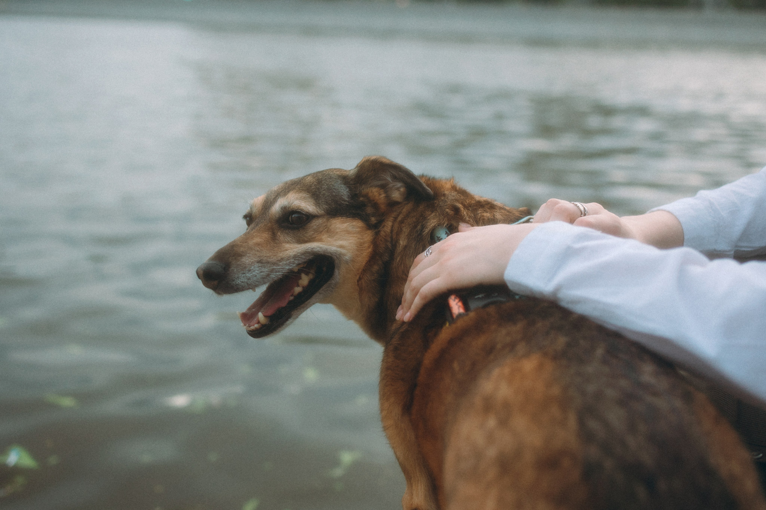 Глаша, Айрон, Ксюша и Оля. Фотограф анималист Анастасия Пикей