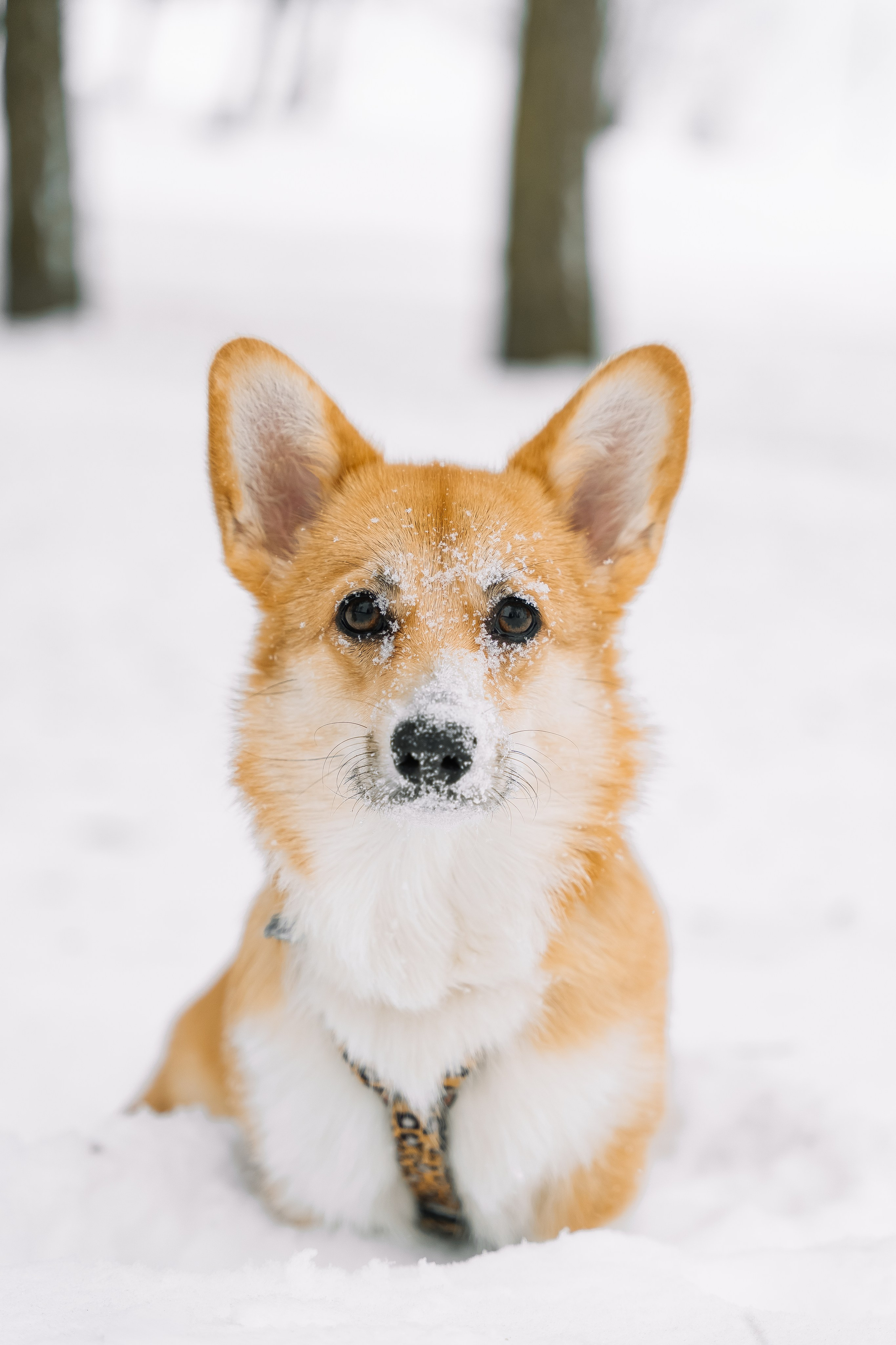 Зимние выходные. Свадебный Фотограф Минск || Фото и Видеосъёмка Минск || Другие города
