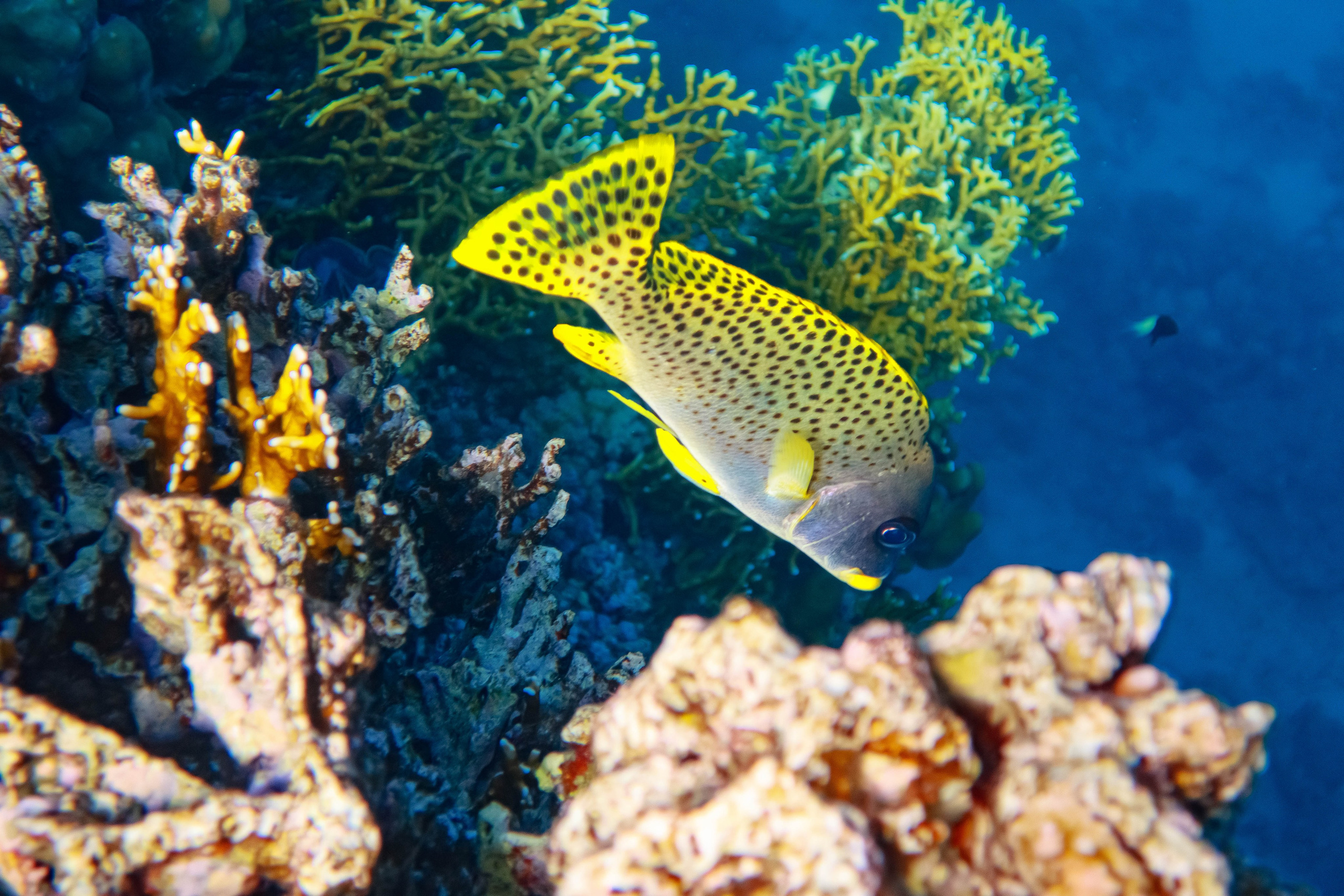 Fish. Фотограф Светлана Голицына