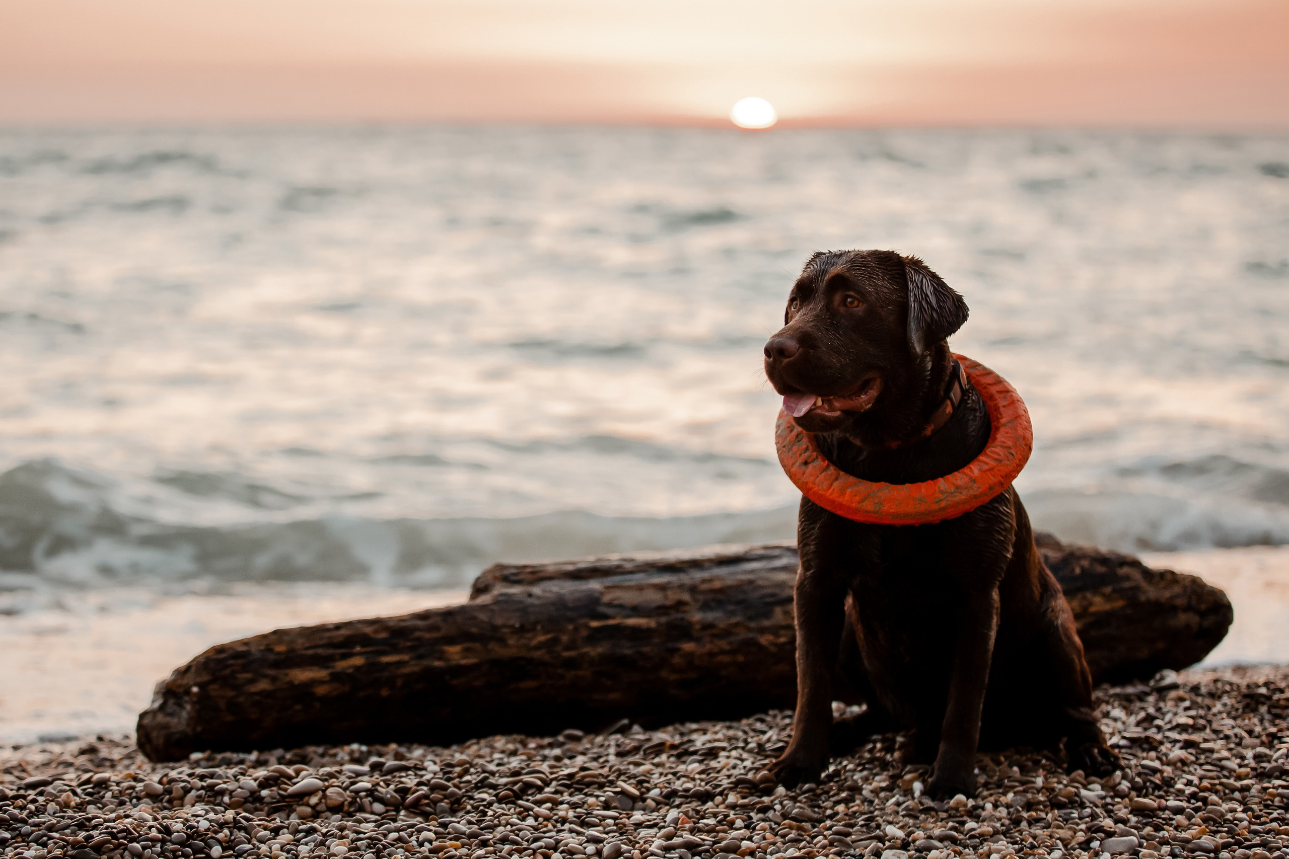 Экстерьерная съёмка Краснодар. Фотограф-анималист в Краснодаре Маша Мельникова