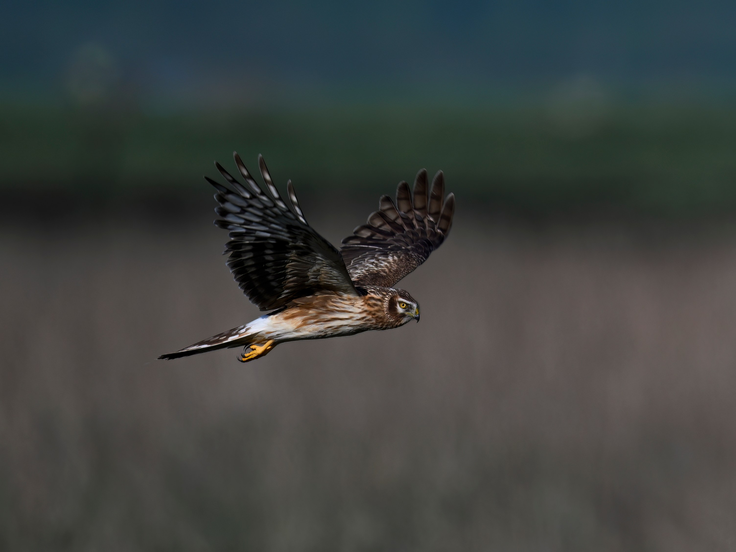Драки лысух и лунь. Wildlife photography by Sergey Puponin