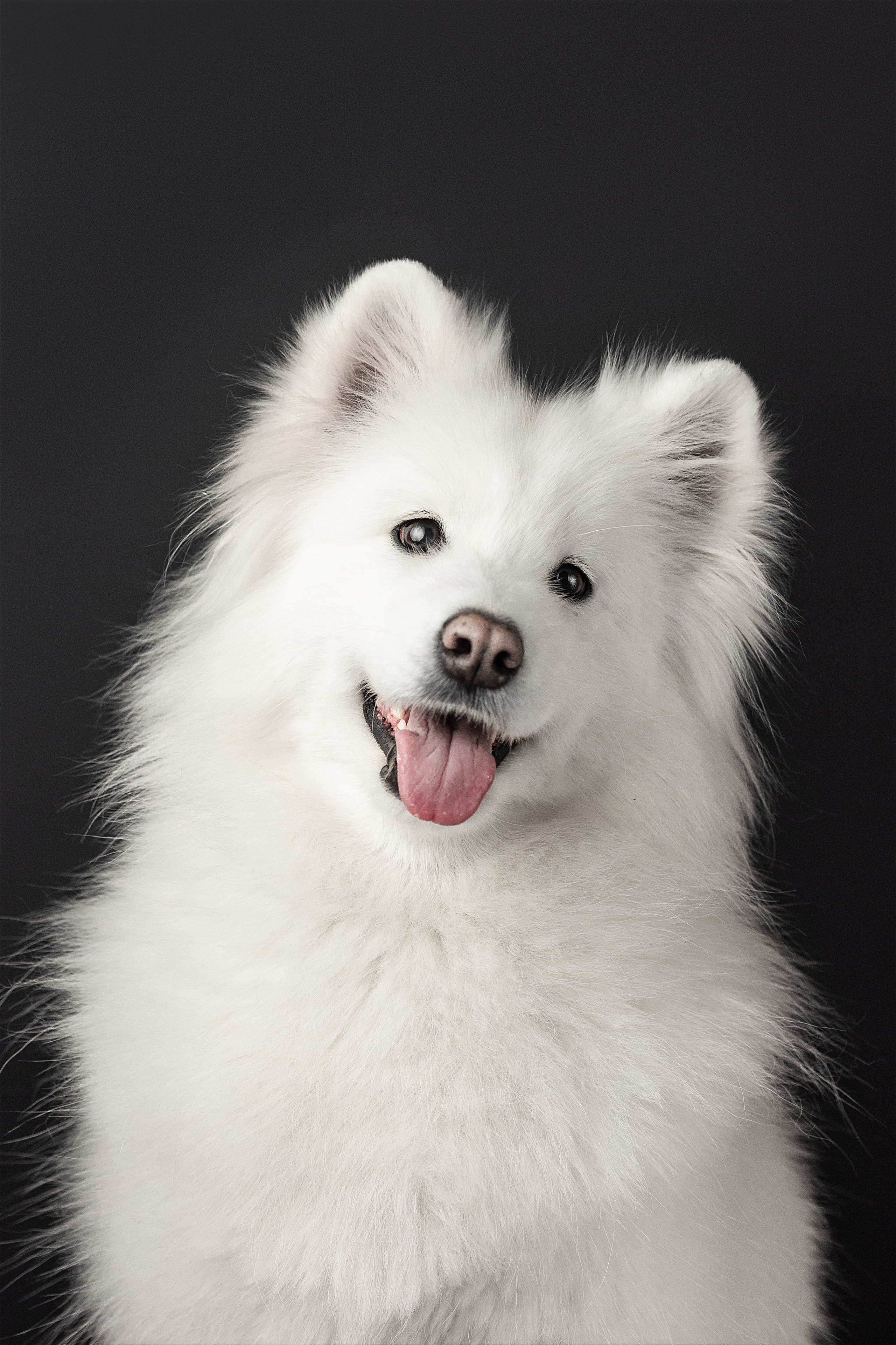 Студия, летающие вкусняшки. Фотограф анималист в Москве Майорова Евгения
