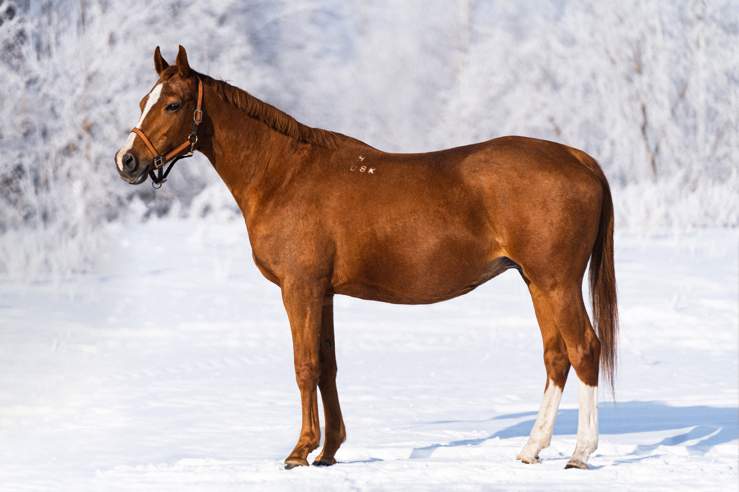 Персия. Главная