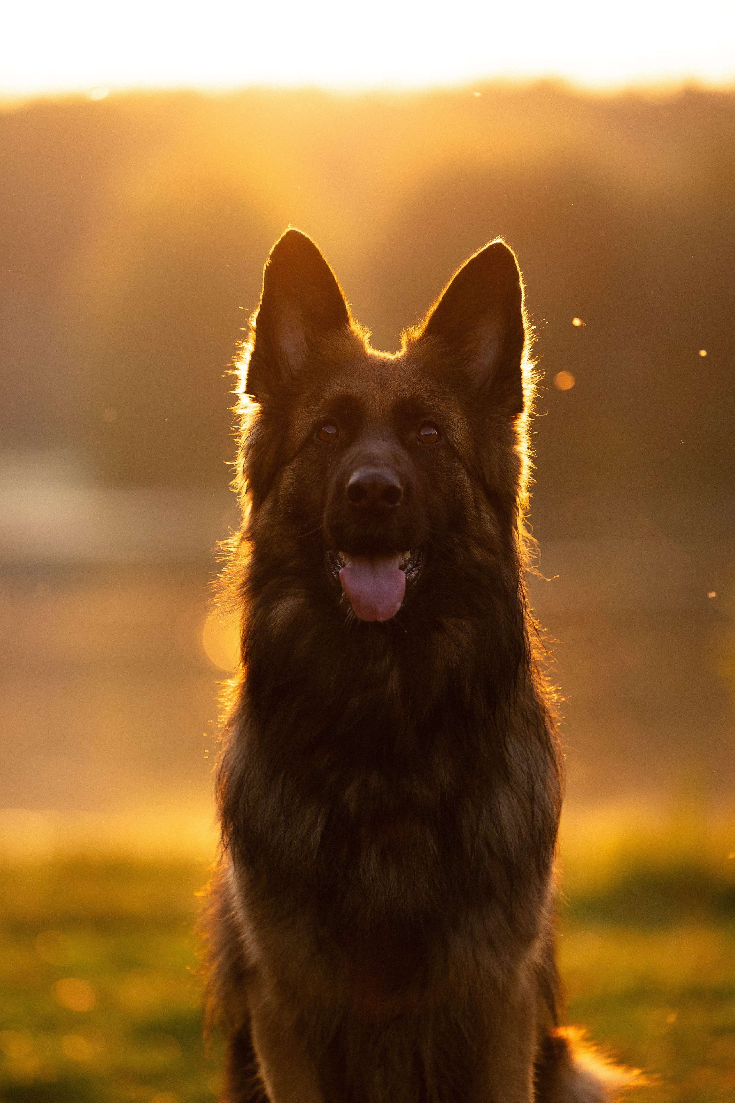 Алена, Матвей, Фанни и Фрея. Фотограф и видеограф анималист Аганина Дарья