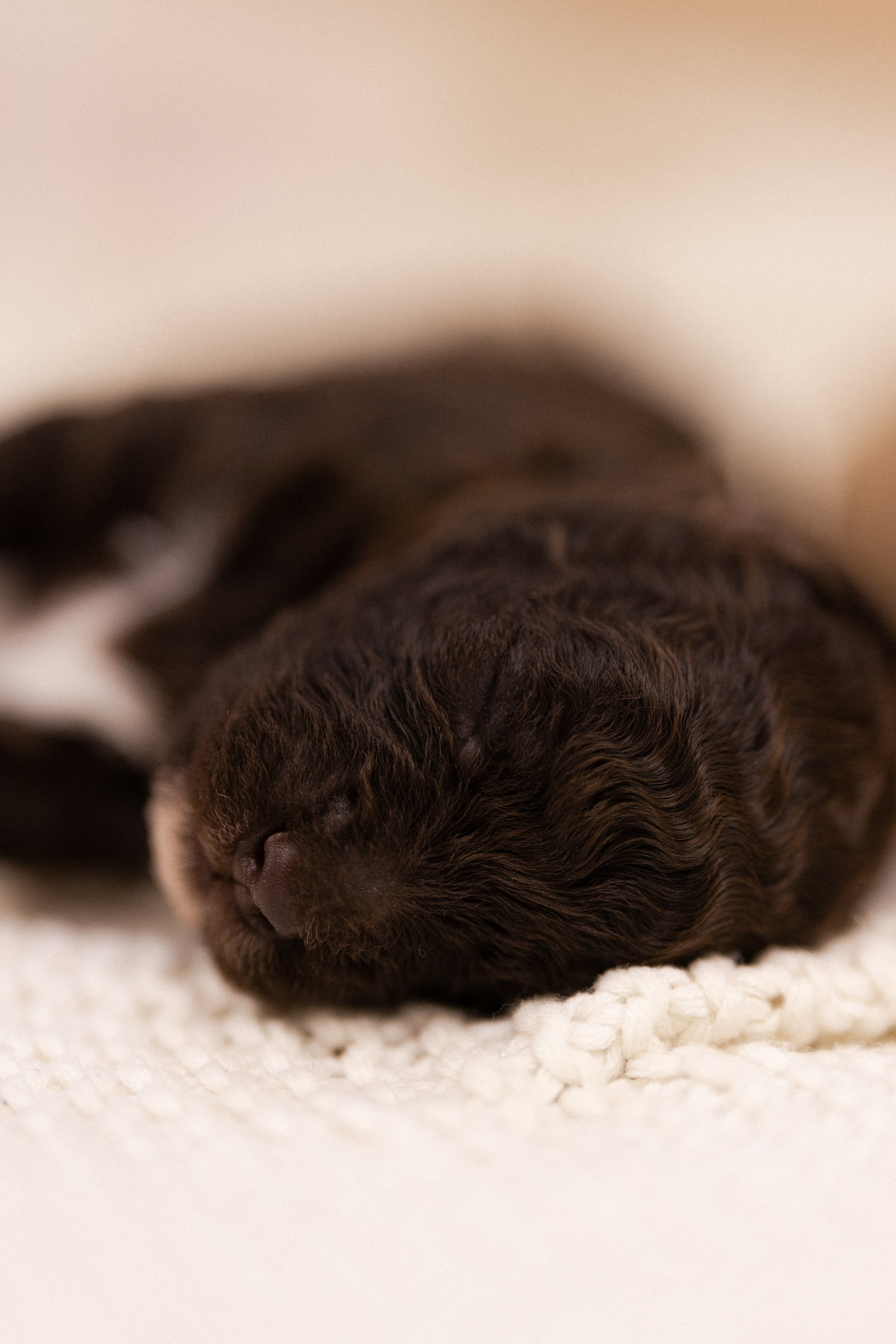 Лаготто Романьоло. Фотограф и видеограф анималист Аганина Дарья