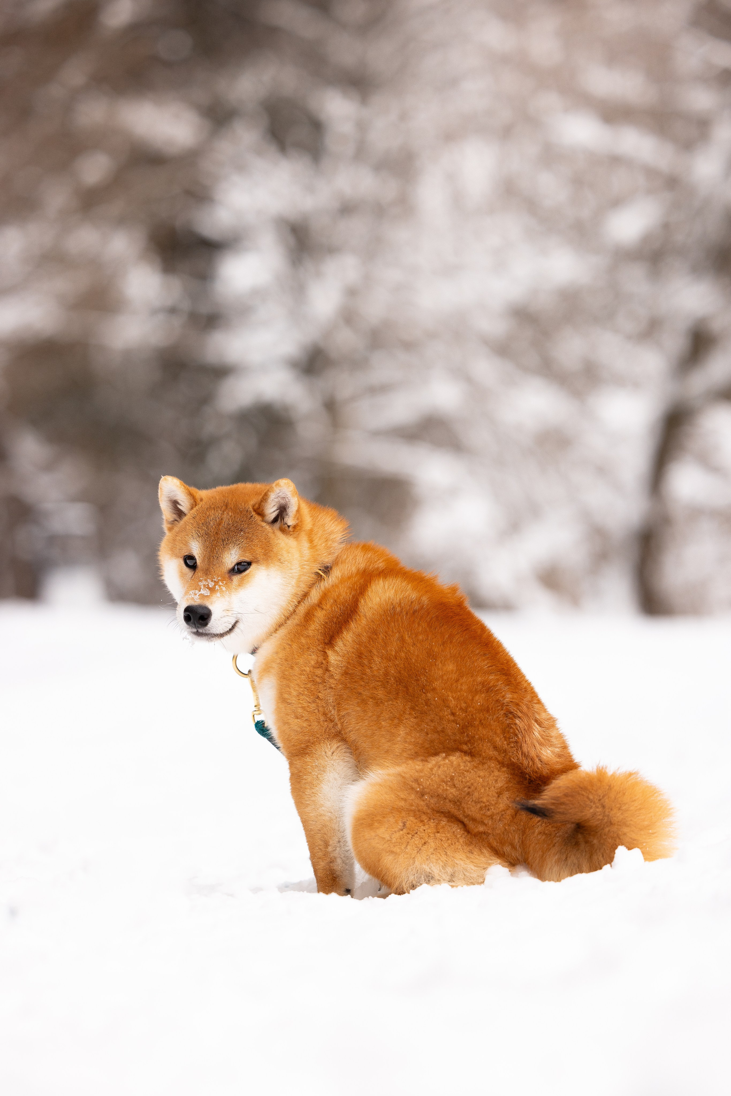 Юми, Серж и Тоши. Фотограф и видеограф анималист Аганина Дарья