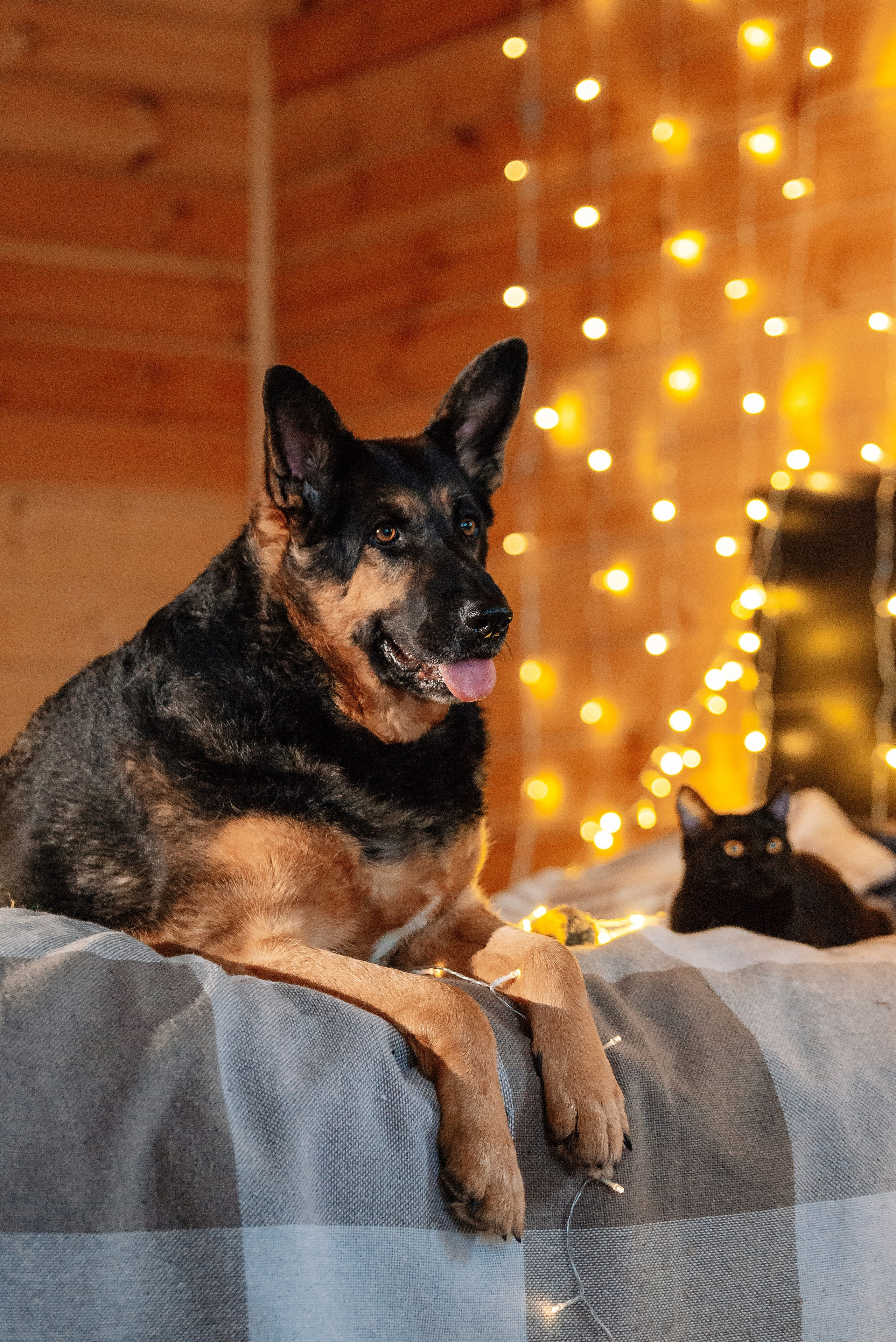 Питомец в кадре. Фотограф-анималист Анастасия Парфенова|Екатеринбург