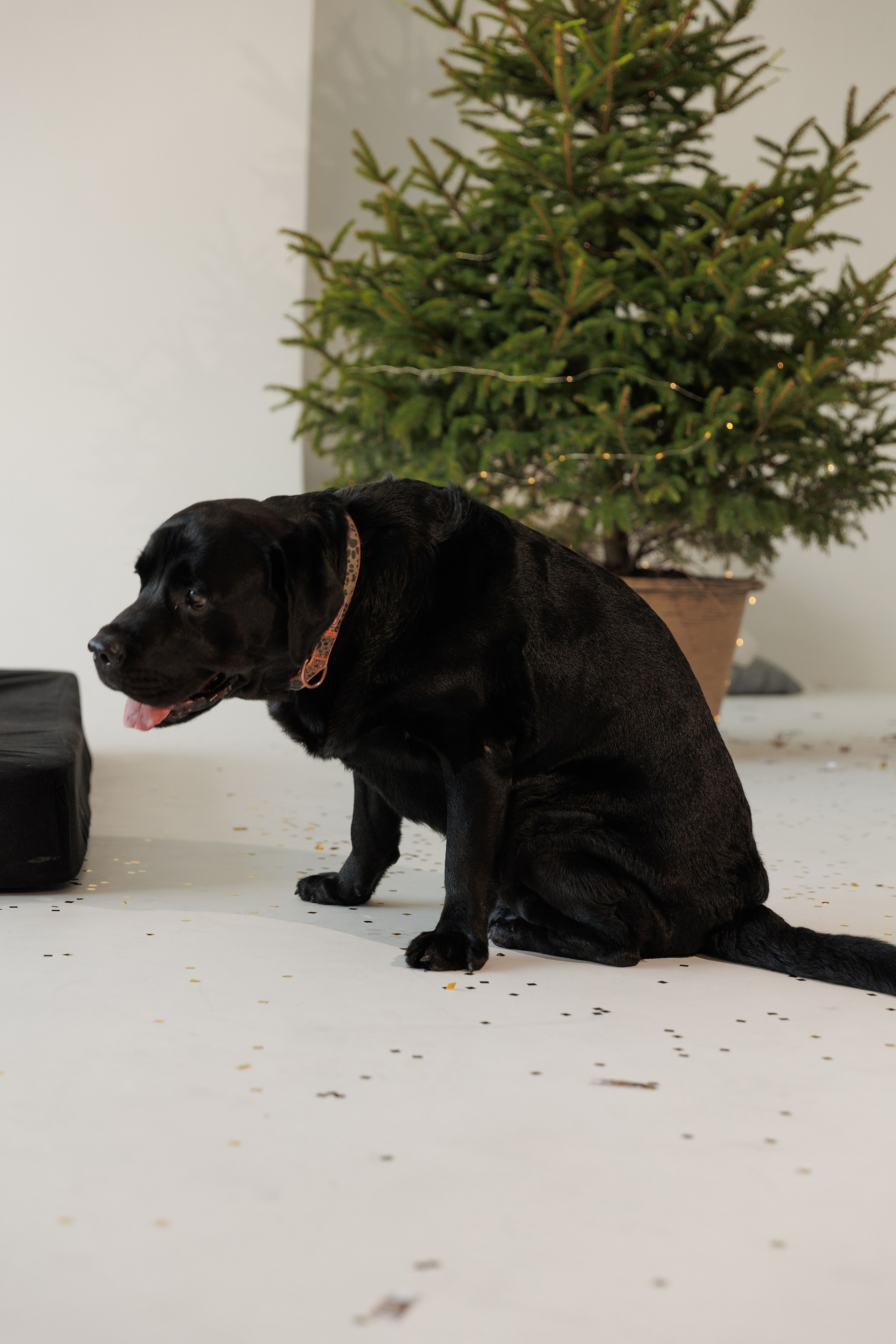 Светлана и Антей. Фотограф женского портрета, беременности и материнства Харькова Елена