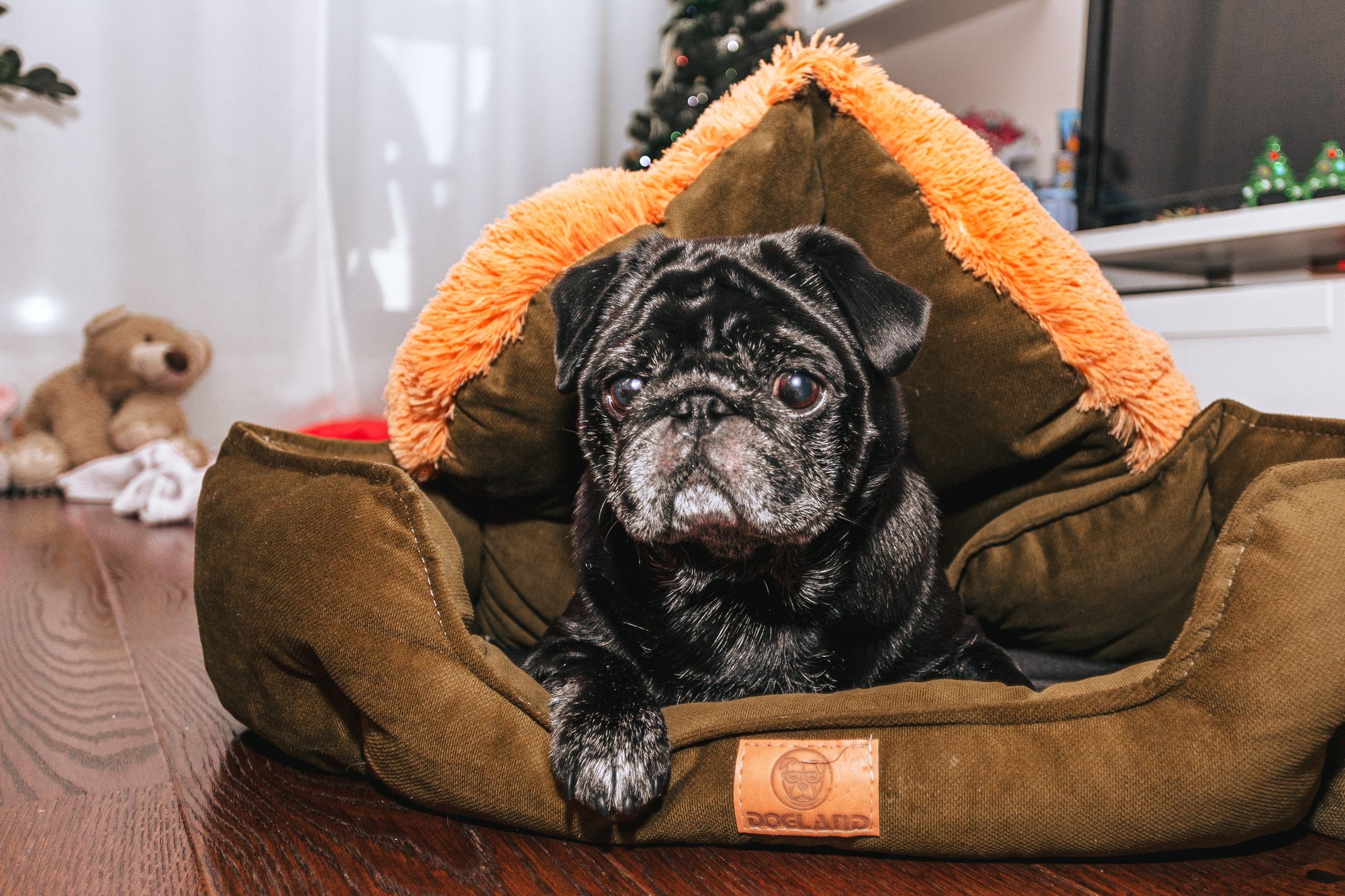 Домашняя фотосессия Оли и двух ее мопсов. Фотограф-анималист Татьяна Степанова