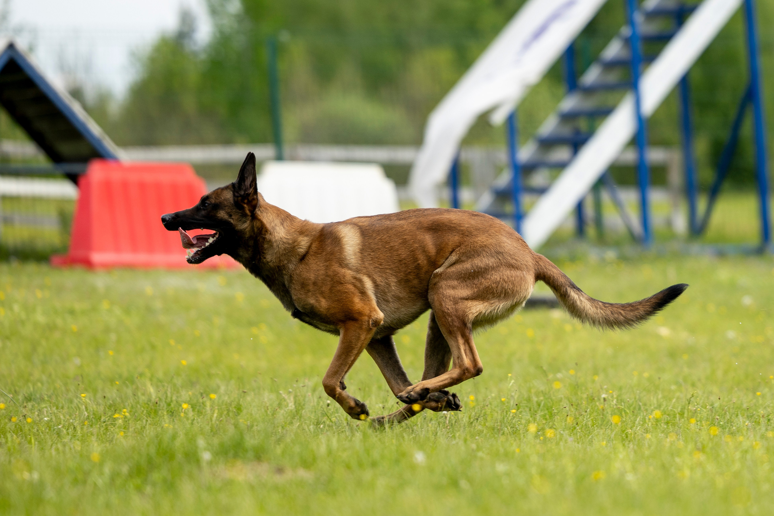 Испытания по мондьорингу в Нижнем Новгороде. Фотограф-анималист Анна Маринич