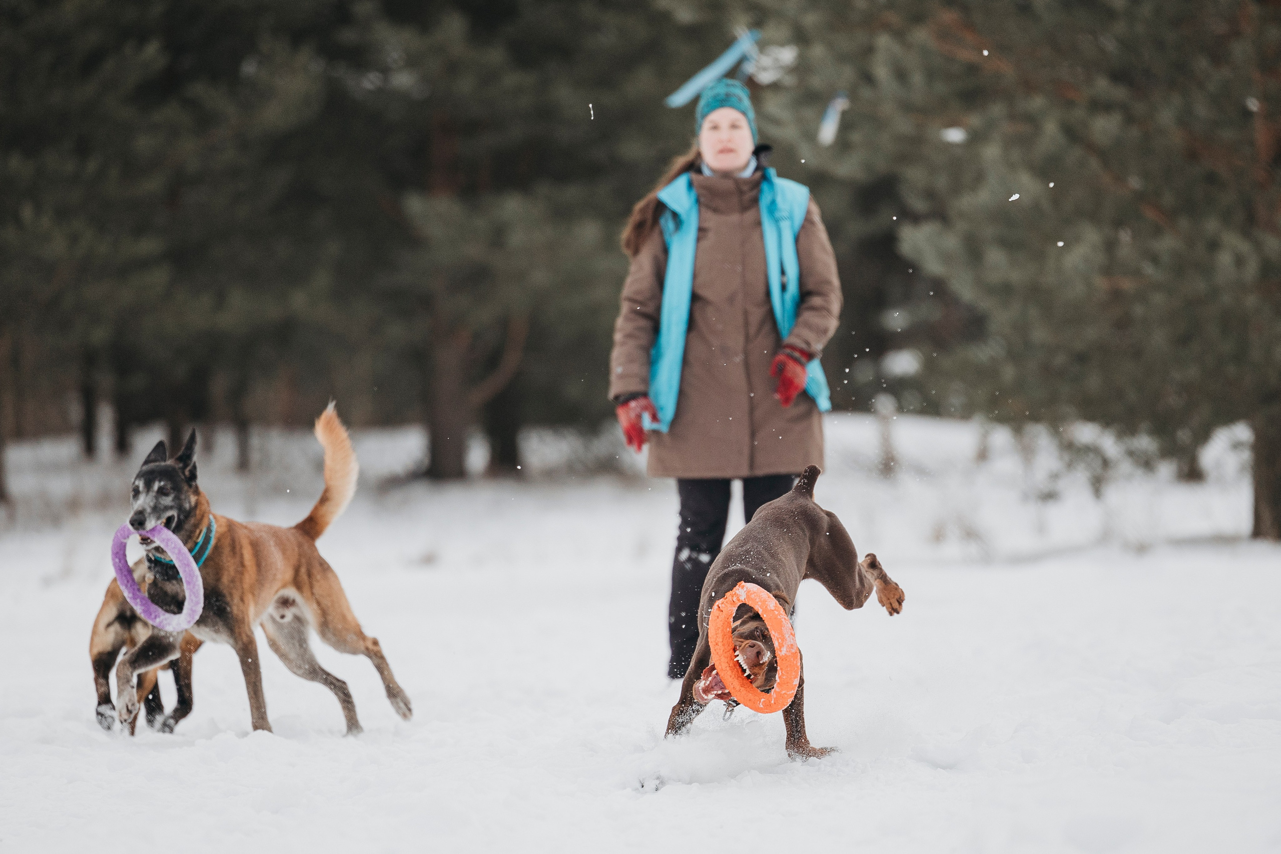 Даша, Омен, Айс и Рицу. Фотограф-анималист Анна Маринич