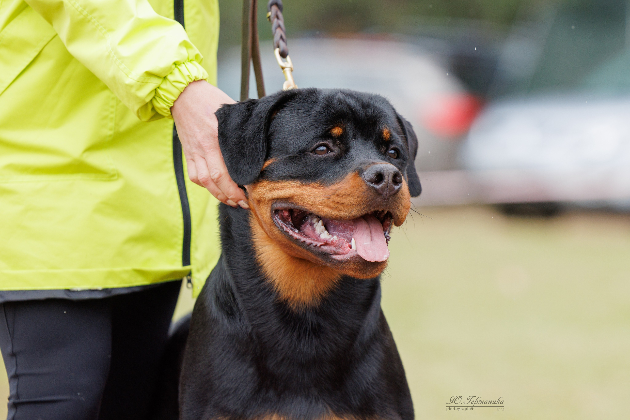 Тверь ротвейлеры 5-6.07.2025. Фотограф-анималист Юлия Германика