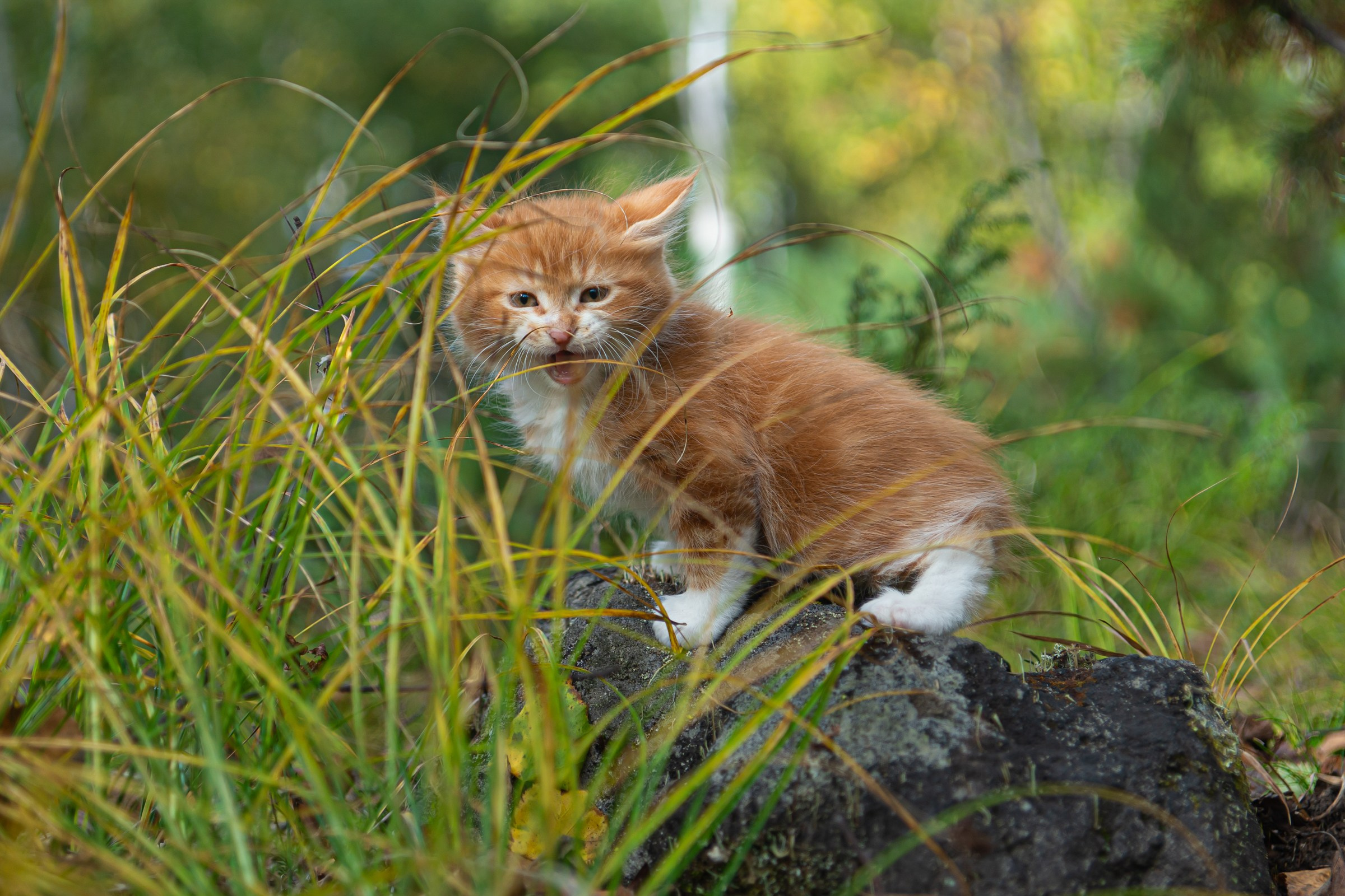 Курильский бобтейл. Фотограф на Камчатке Анна Моргачёва. Семейные и детские съёмки