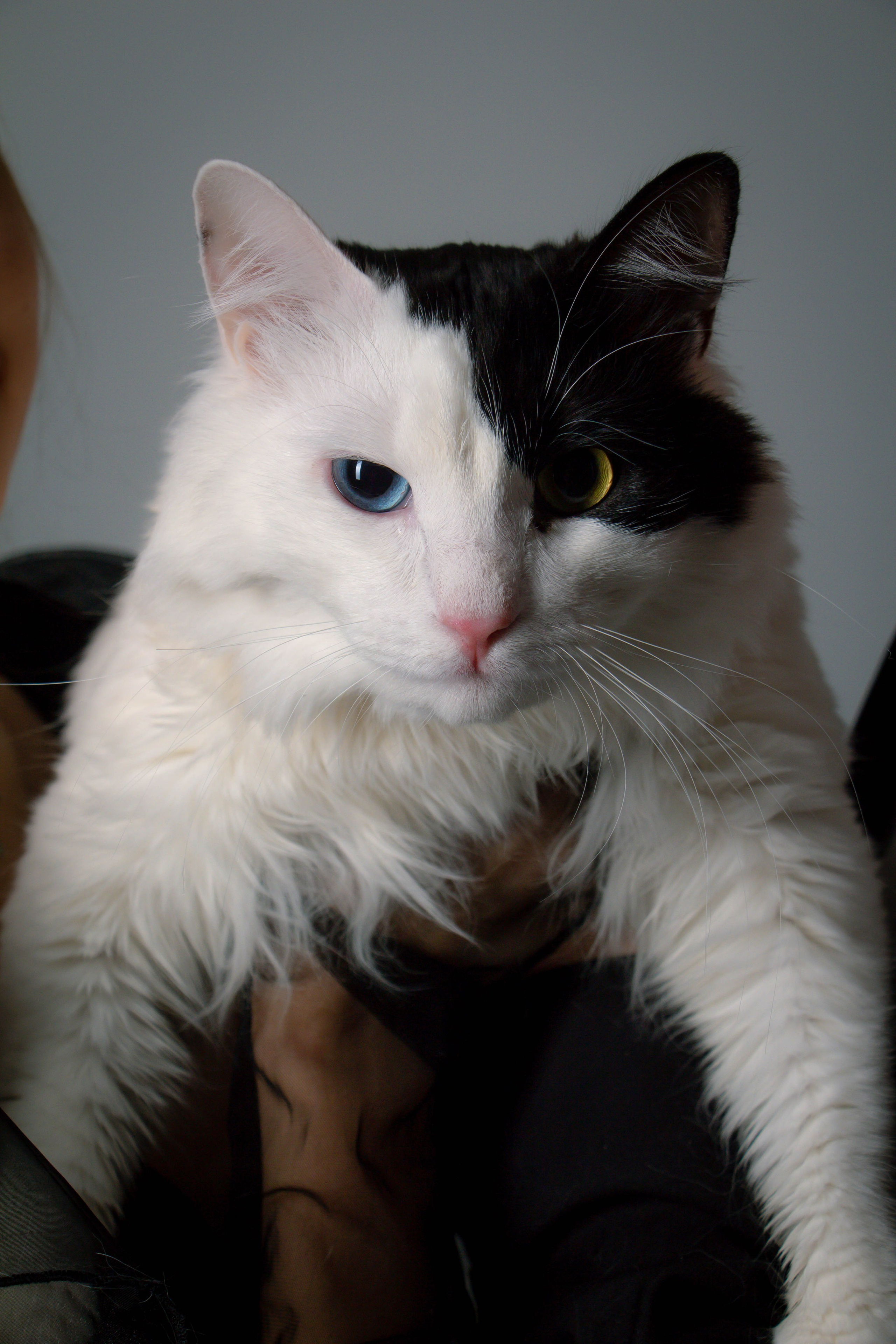 Анна и ее котики. LYU PHOTOGRAPHY