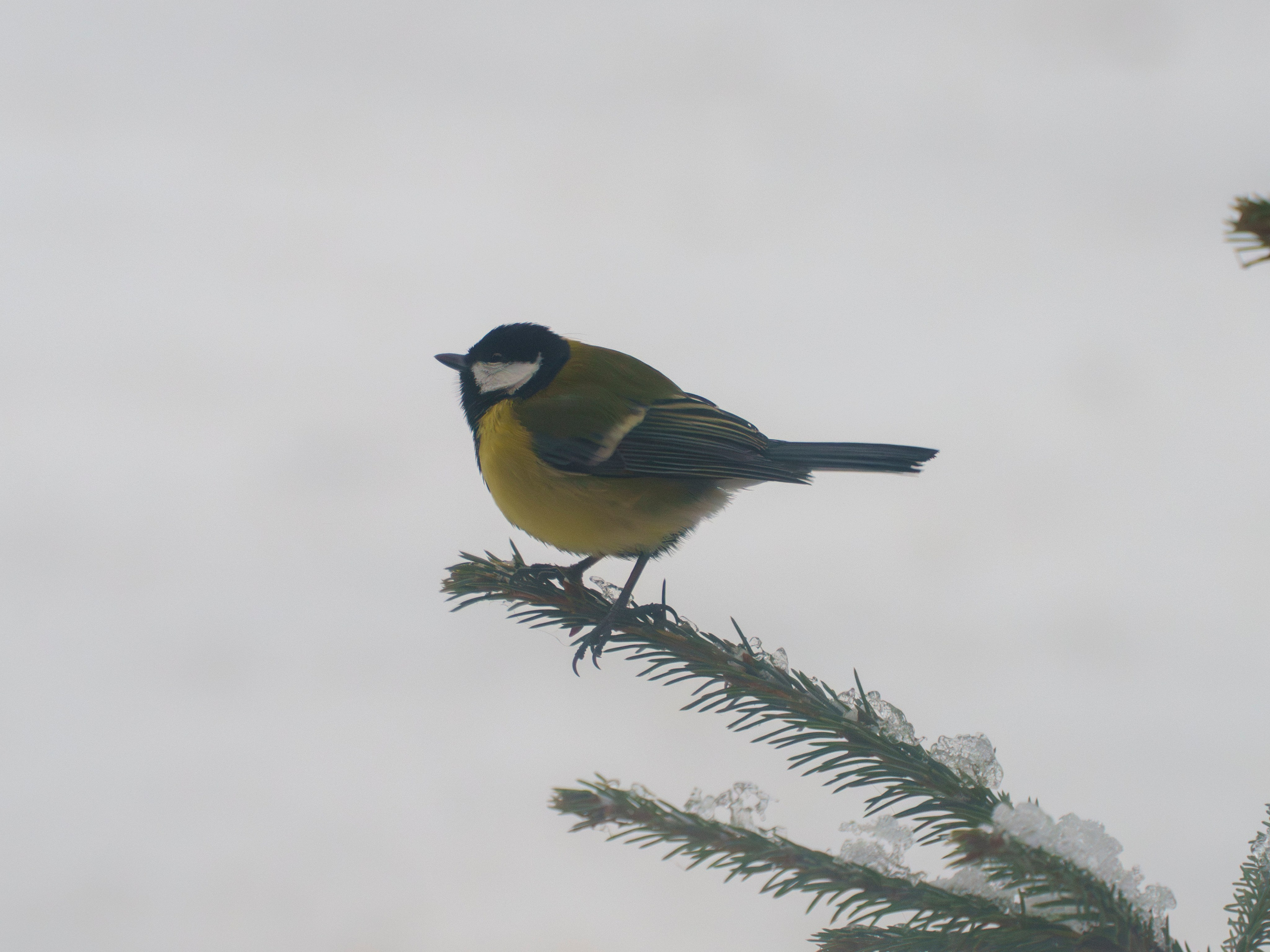 Animals — Животные