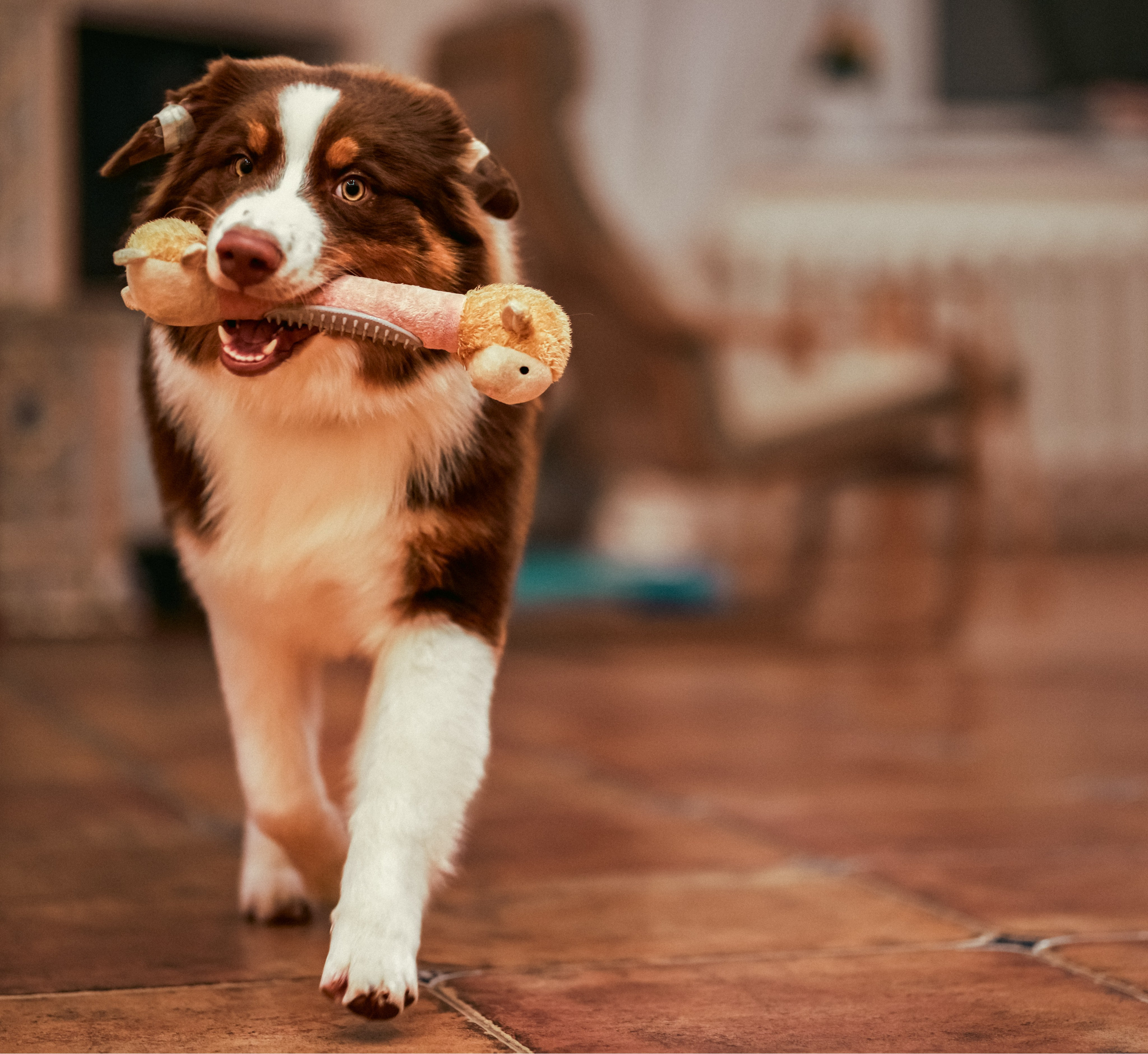 Аусси 4. Фотограф репортажей и стритфотосессий в Москве Людмила Смирнова