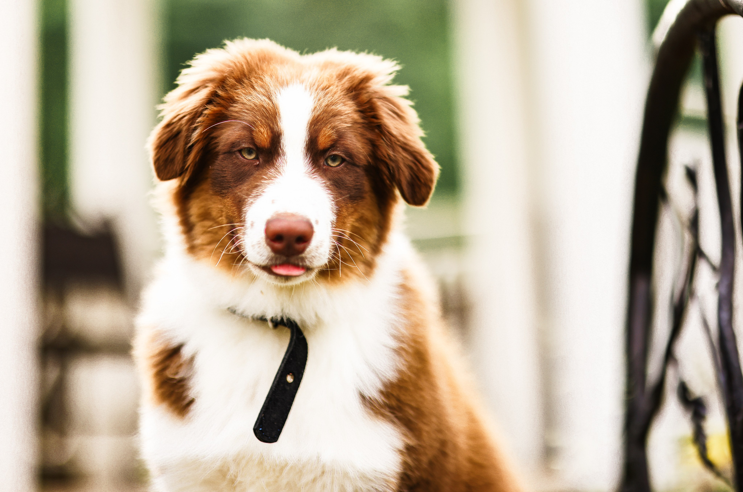 Аусси 2. Фотограф репортажей и стритфотосессий в Москве Людмила Смирнова