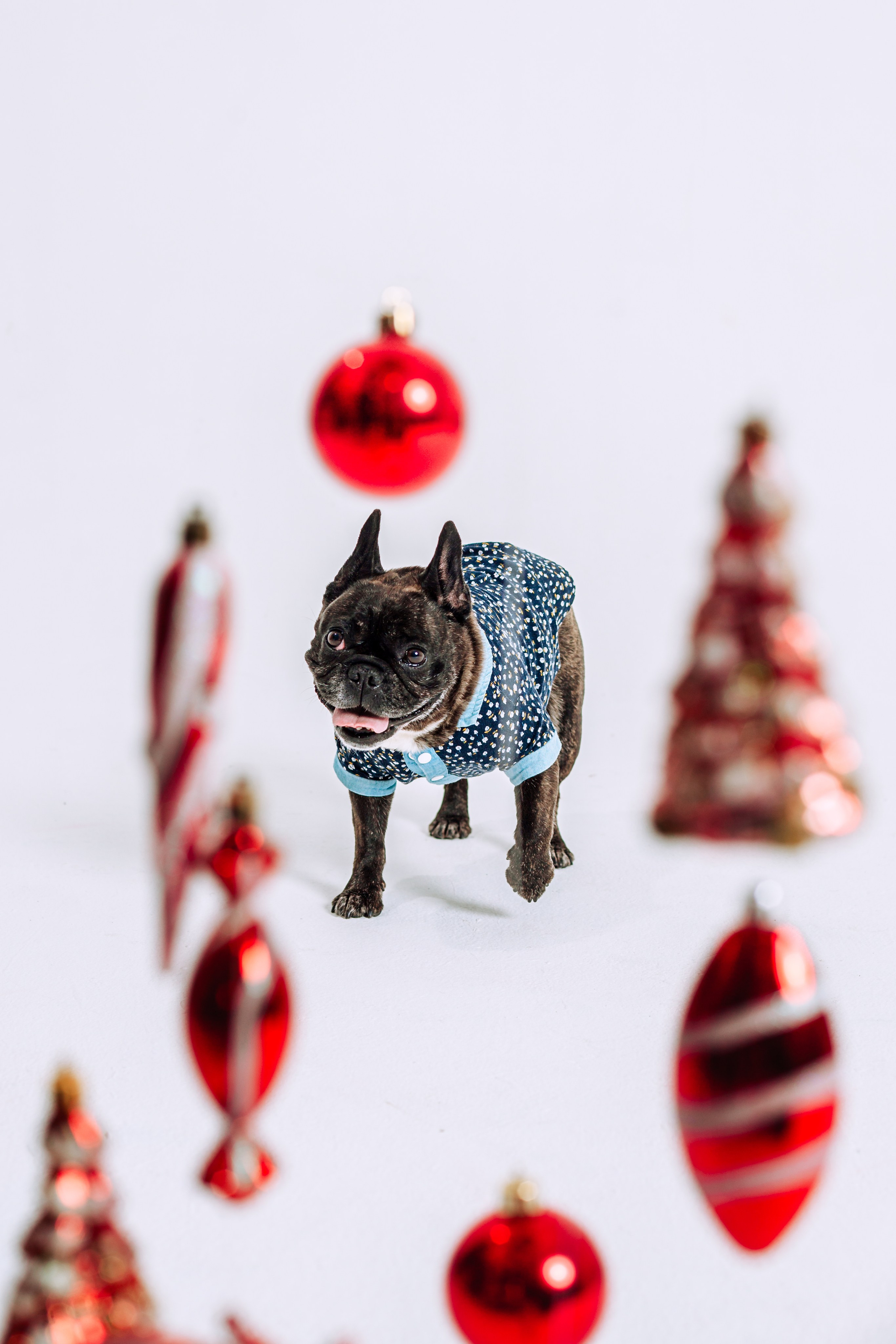 Бульвстреча 2025. Фотограф-анималист Татьяна Степанова