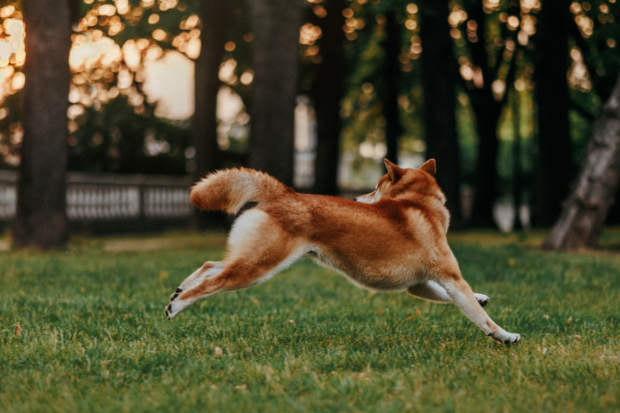 Аня, Влад и Ики. Фотограф-анималист Елена Радченко, Москва