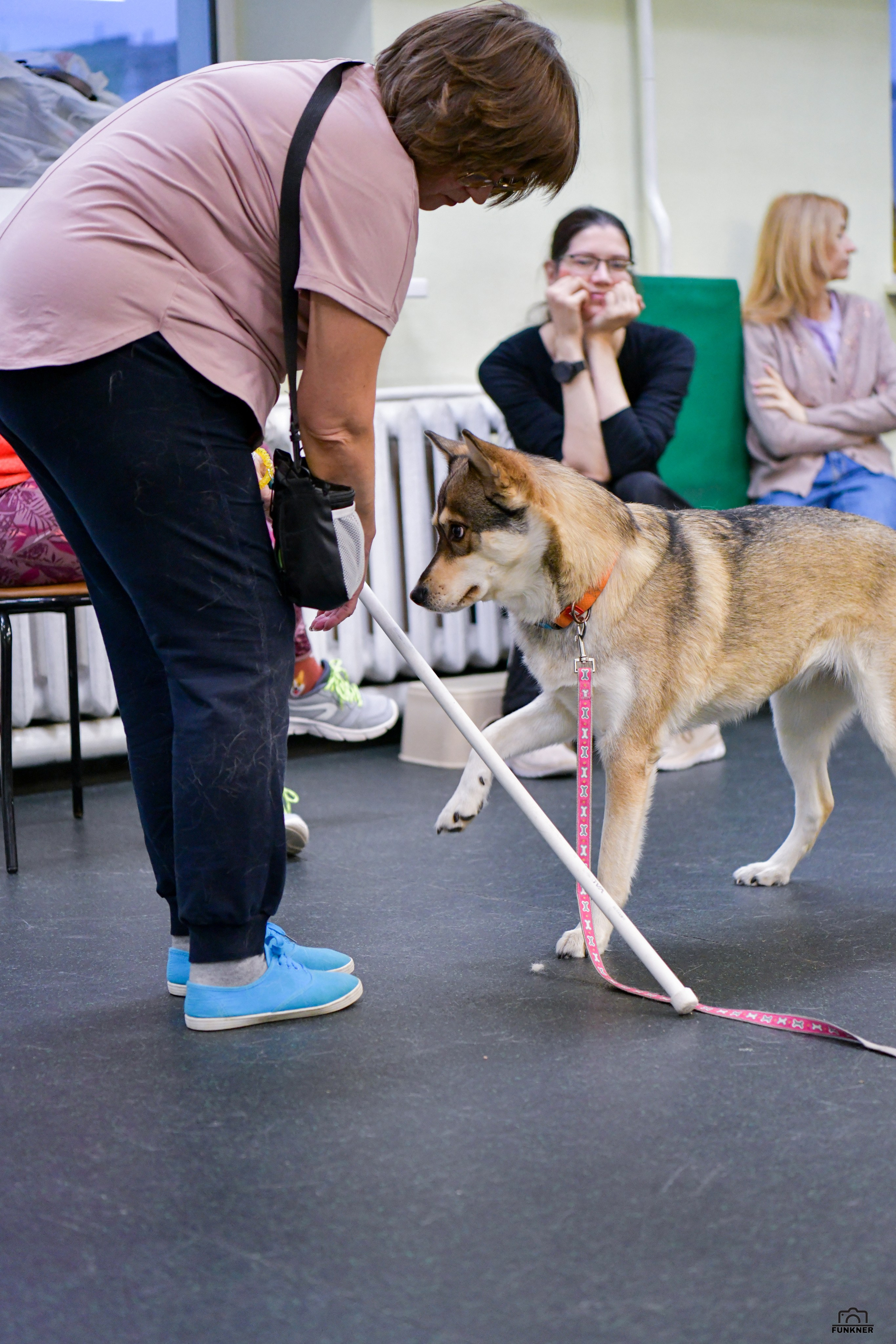 Кинологический клуб «Бодрый хвост». Свой взгляд через объектив