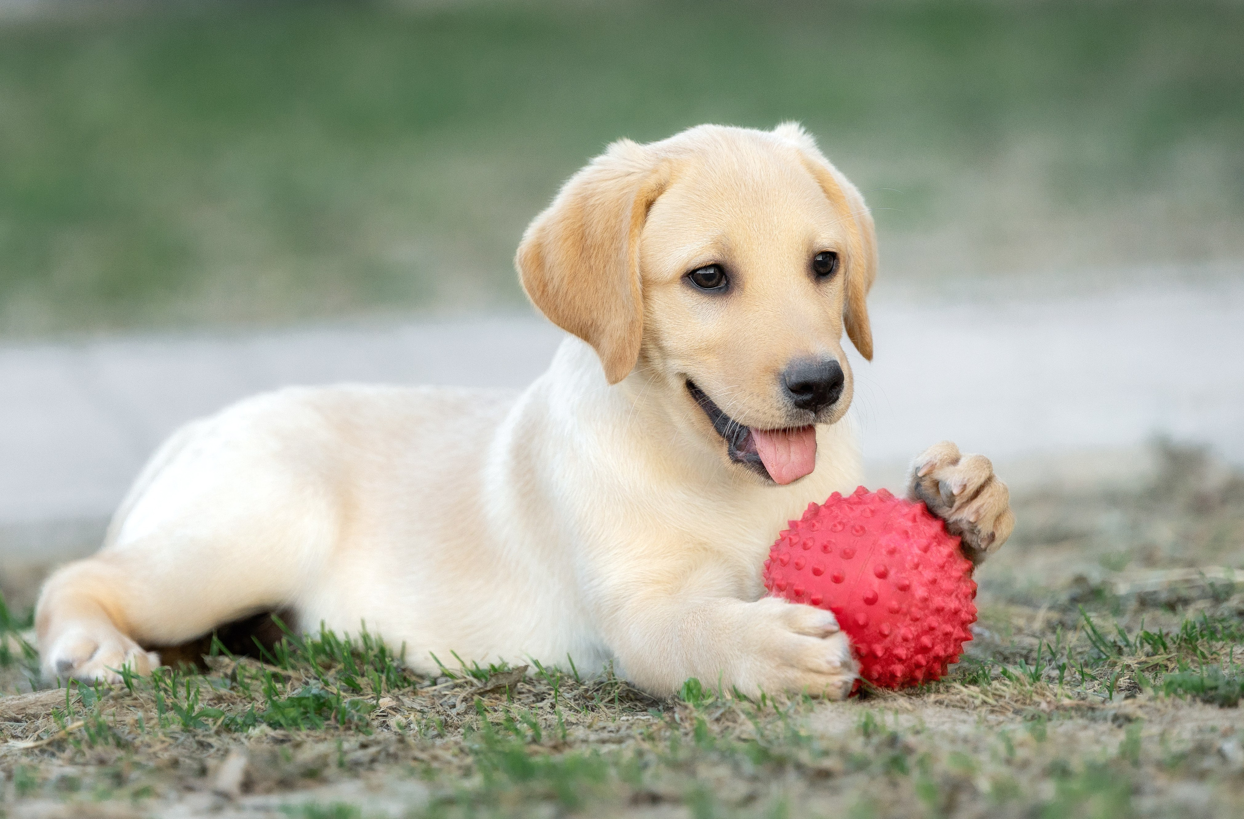 Фотограф-анималист Юлия Зубкова