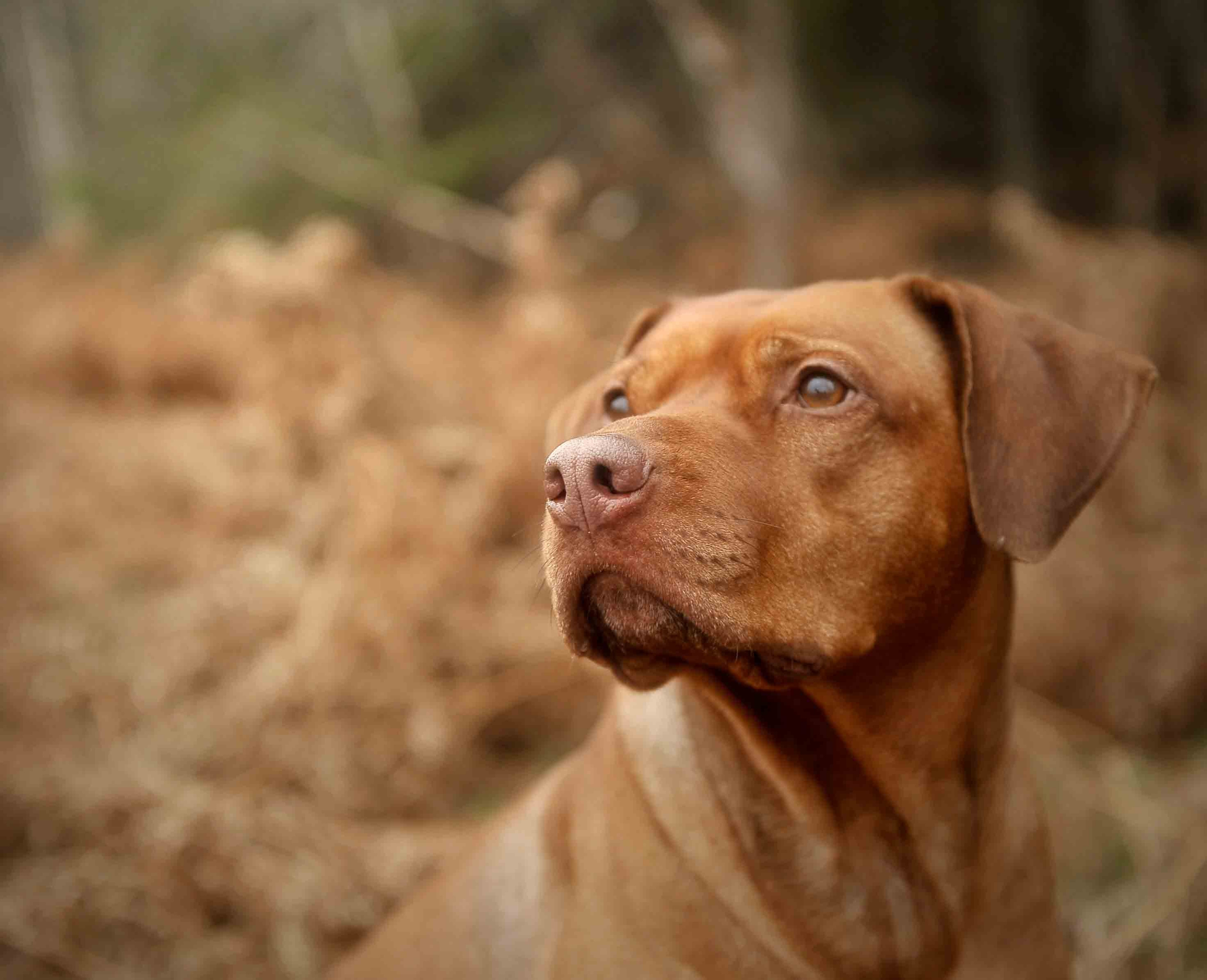 Собаки. Портретная и свадебная фотосъемка. Москва и область