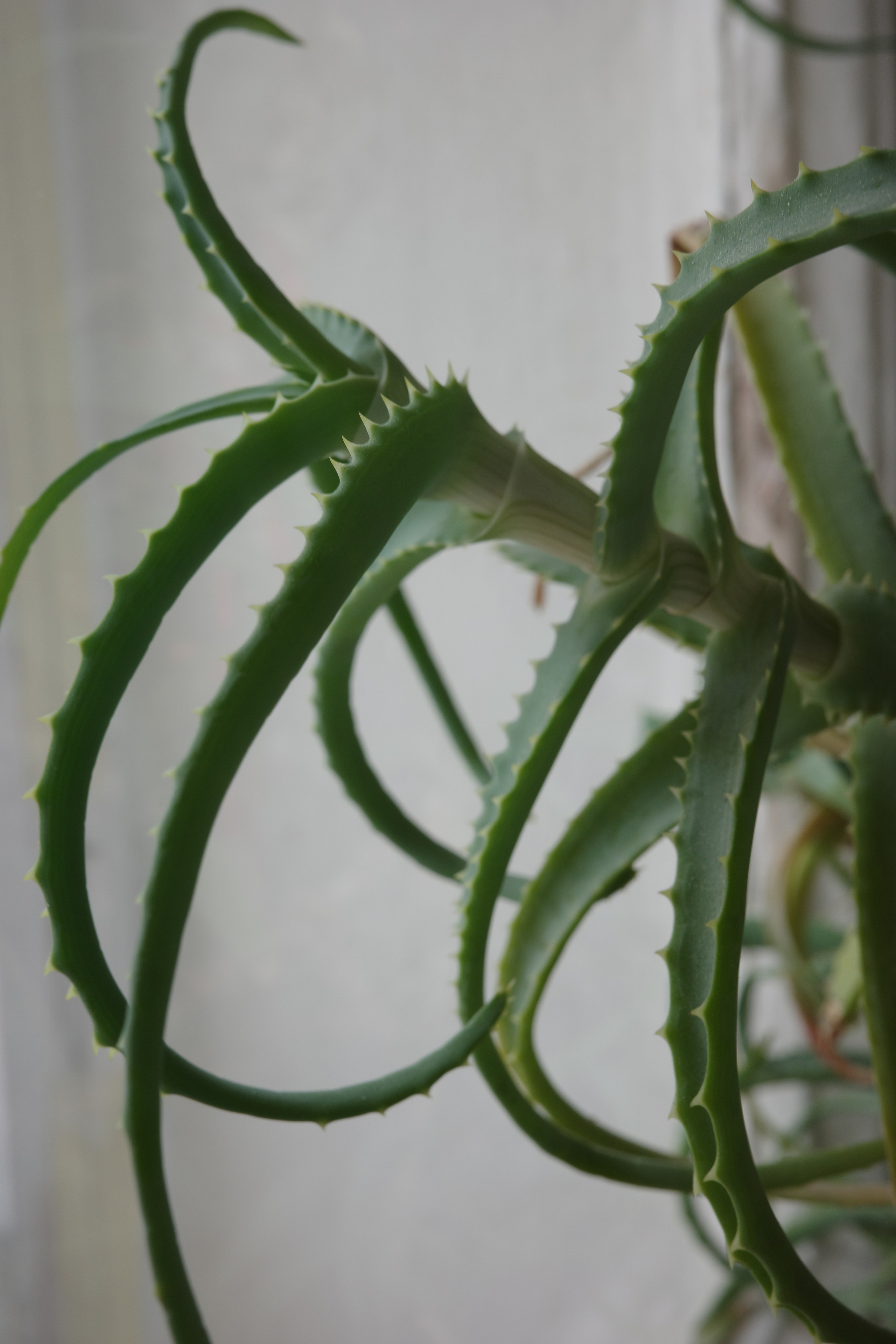 Алоэ 🌵. Миша Печёнкин | фотография