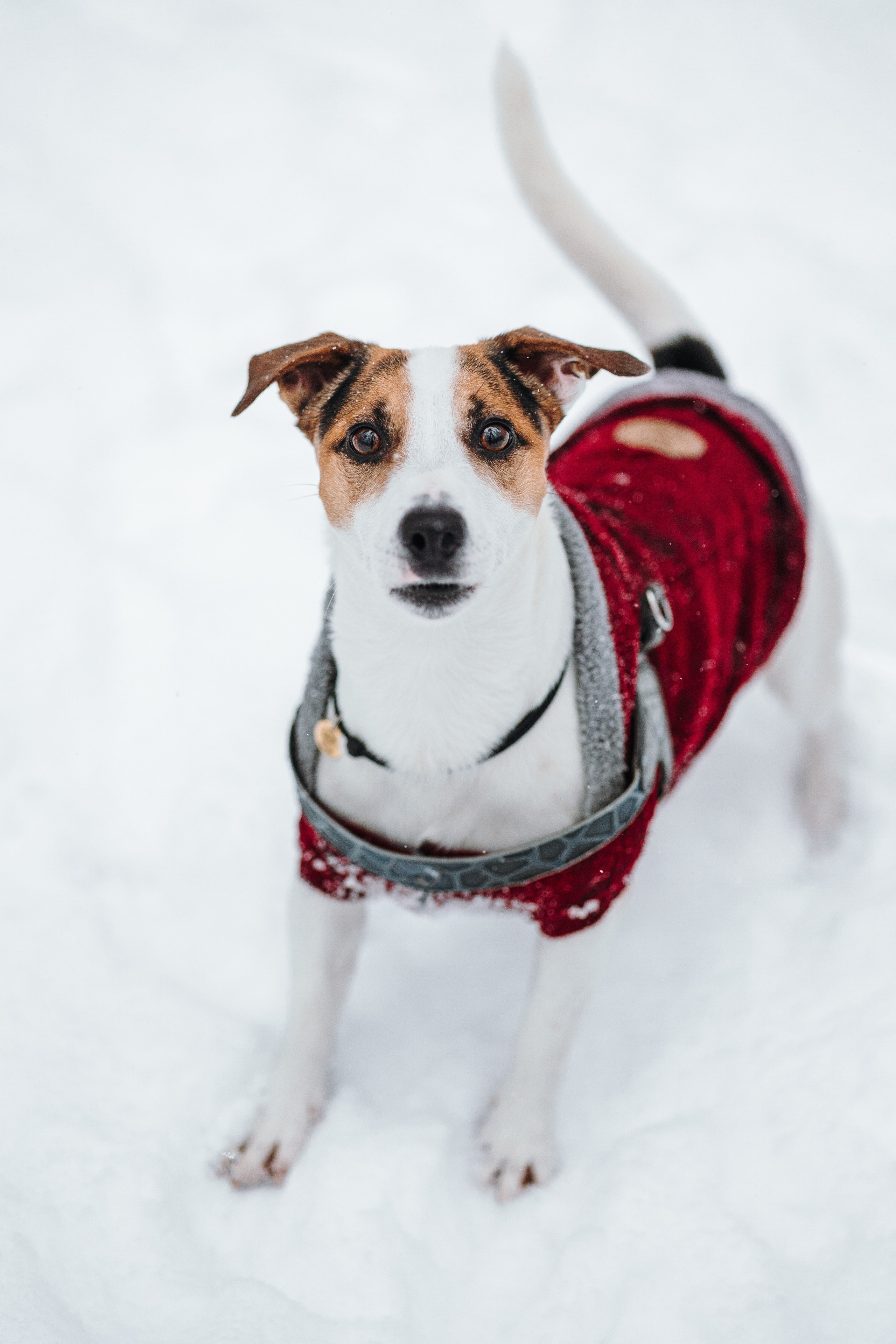 Мики и его семья. Фотограф — Анималист | Санкт-Петербург