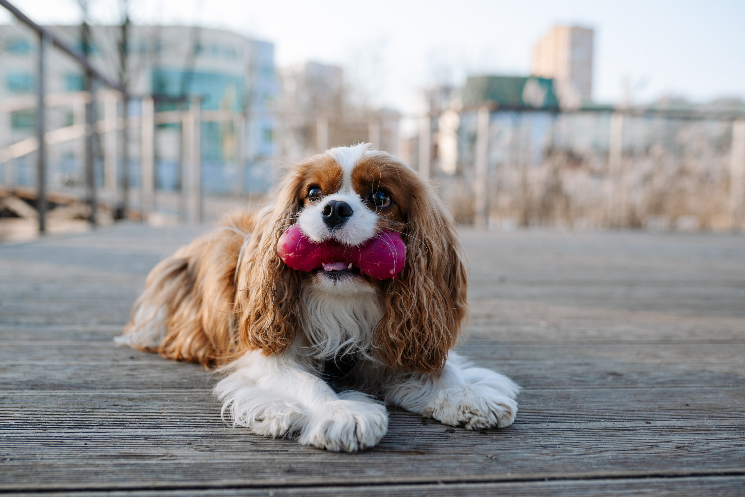 Лена и Арчи. Фотограф анималист в Москве Ольга Агушева
