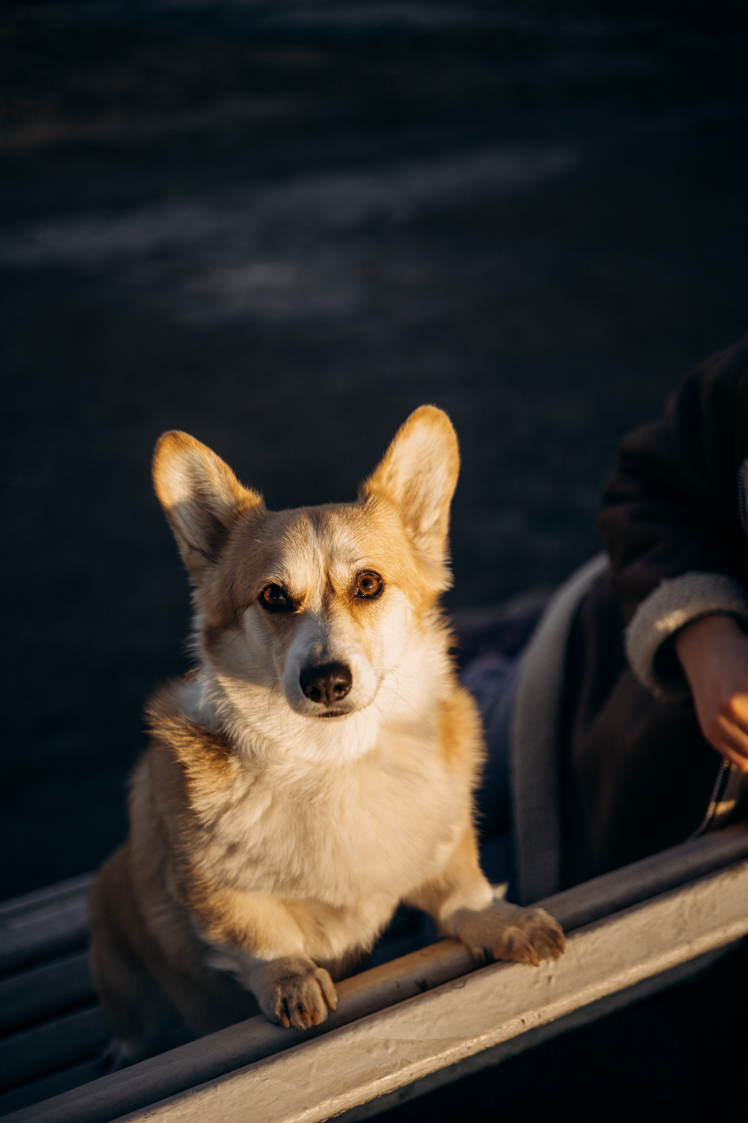 Настя и Ева. Фотограф — Анималист | Санкт-Петербург