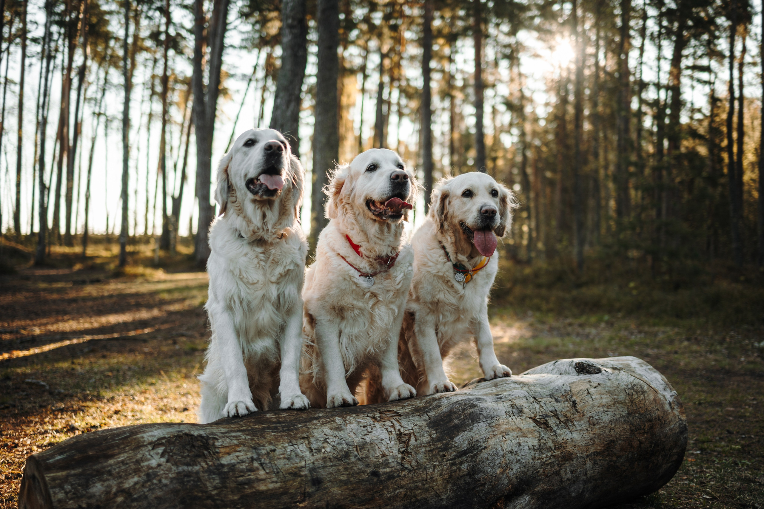 Катя и ее девочки. Фотограф — Анималист | Санкт-Петербург