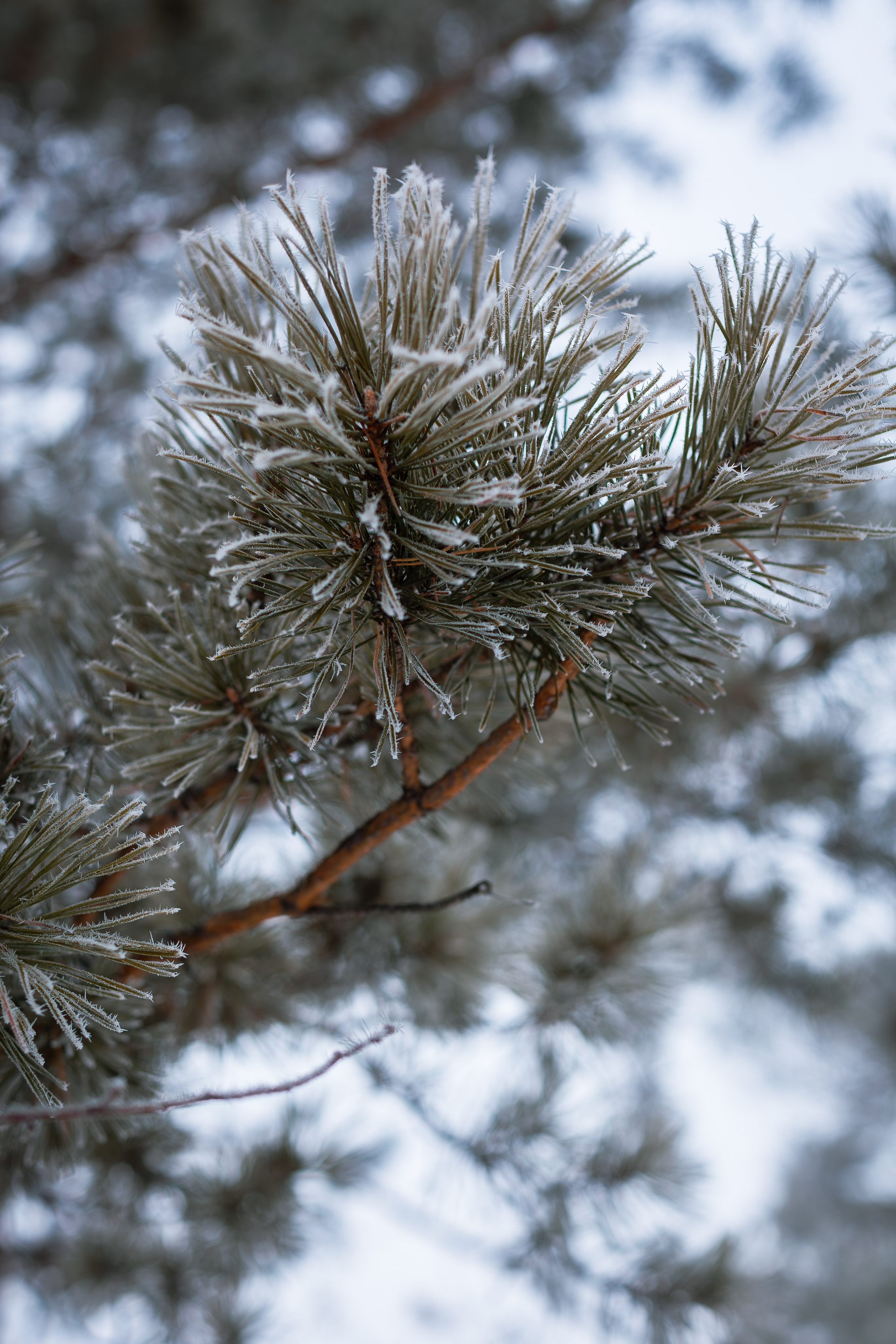 Снежная прогулка. Фотограф в Томске Евгения Гуляева