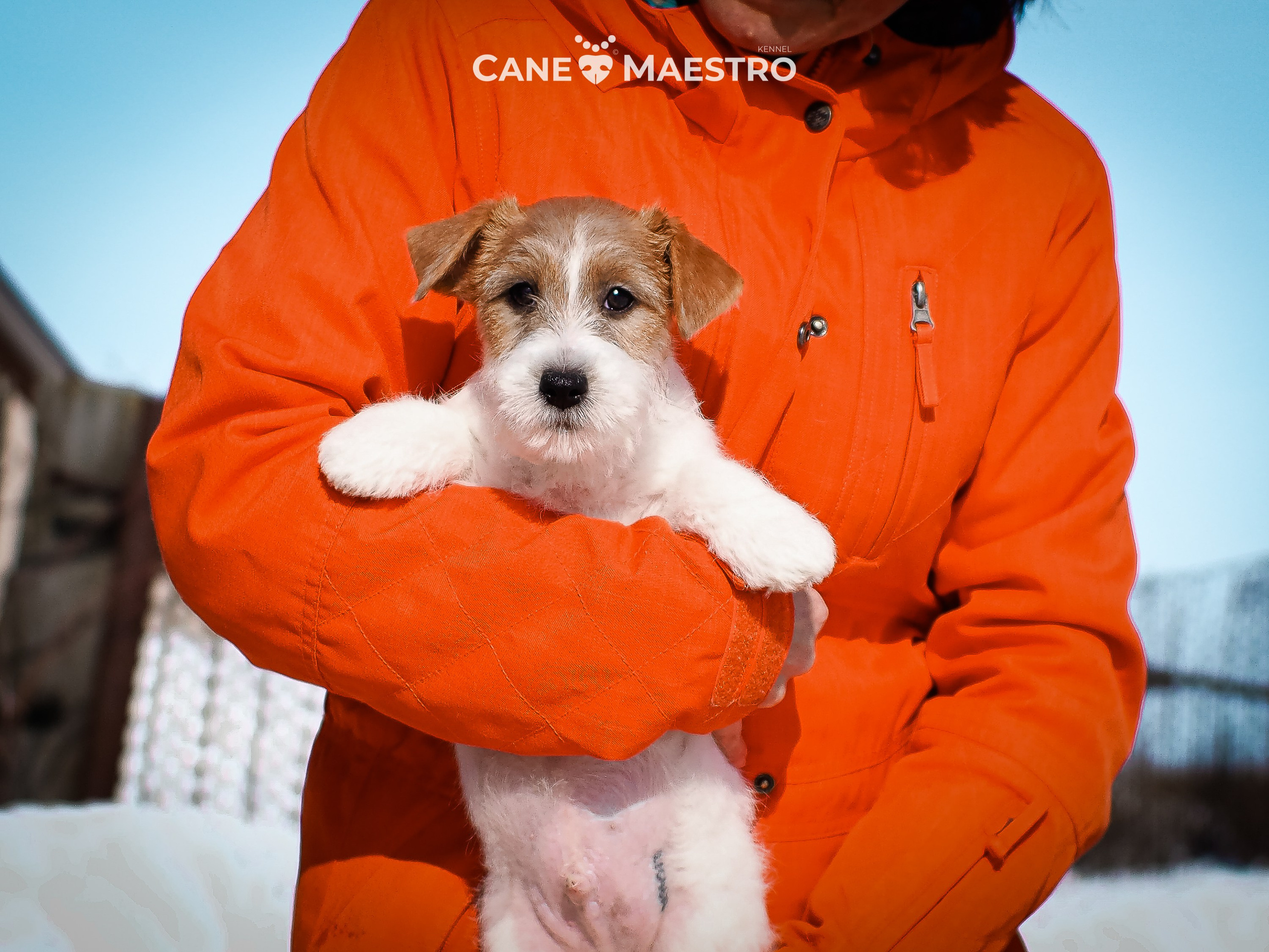 КОБ_2_Б_21_01_25. CANE MAESTRO — kennel Jack Russell Terrier