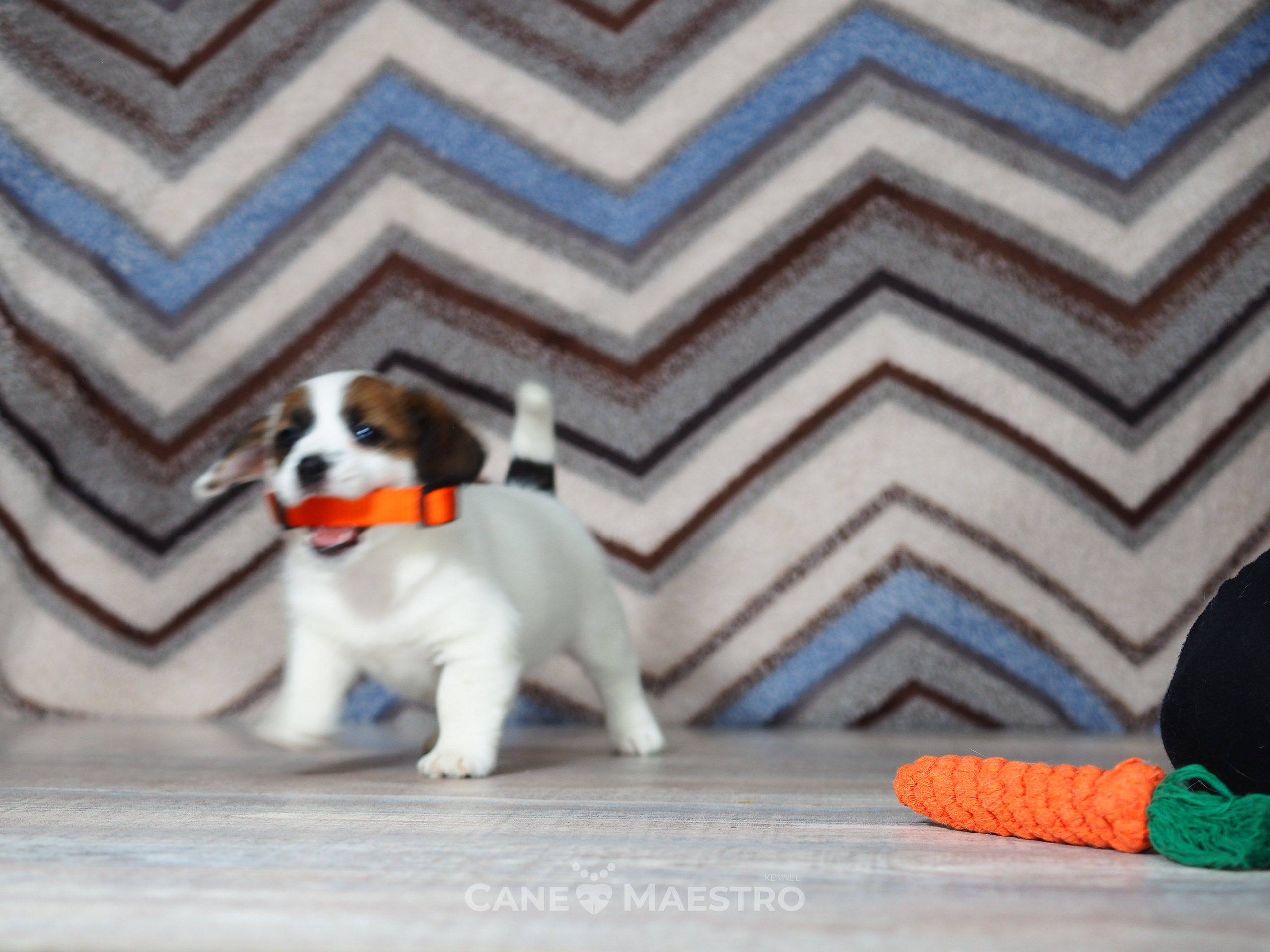 1КОБЛ_МОНОКЛЬ_Ц_ЛИТТЕР. CANE MAESTRO — kennel Jack Russell Terrier