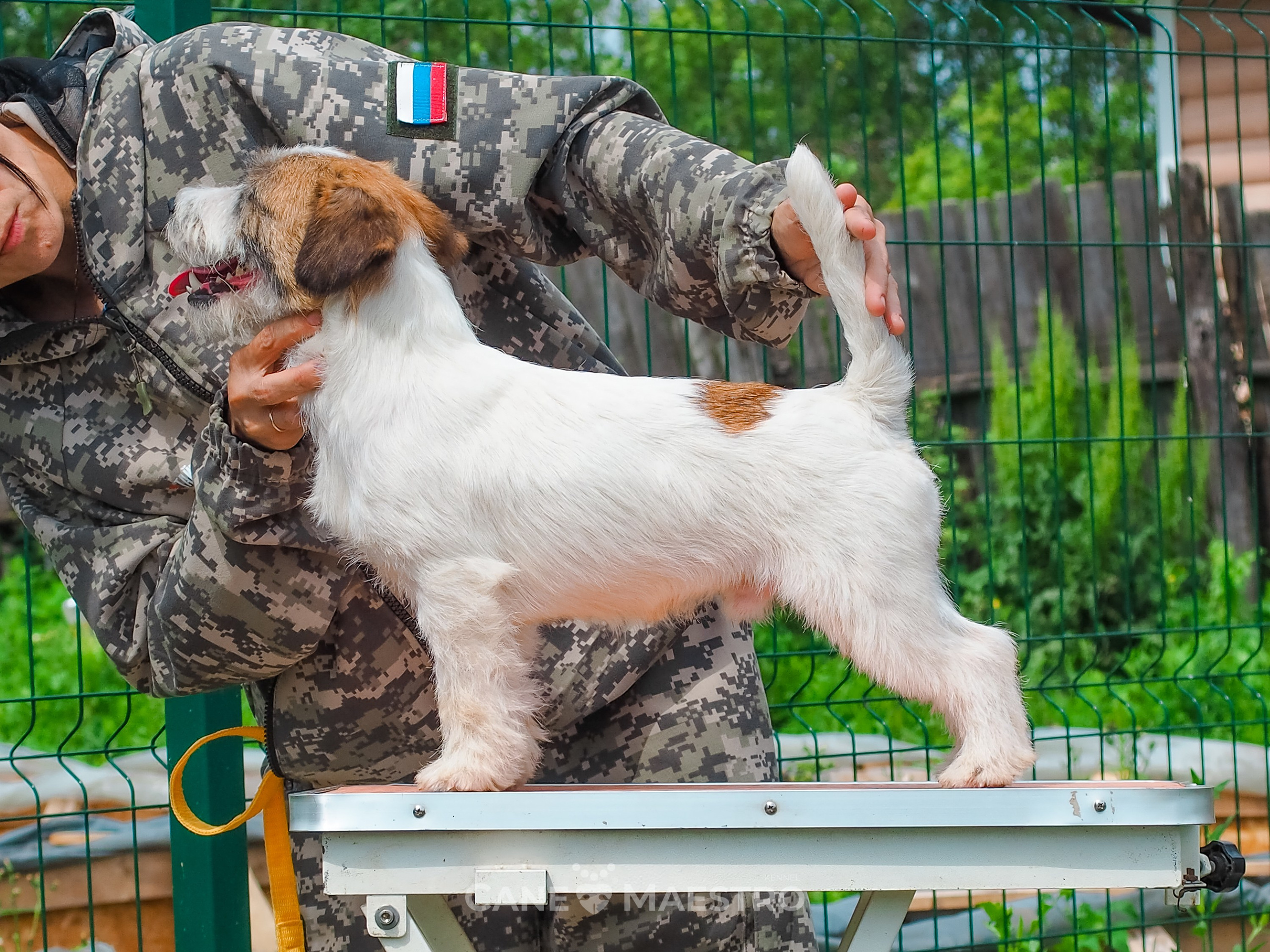 Кобель ХАН СОЛО. CANE MAESTRO — kennel Jack Russell Terrier