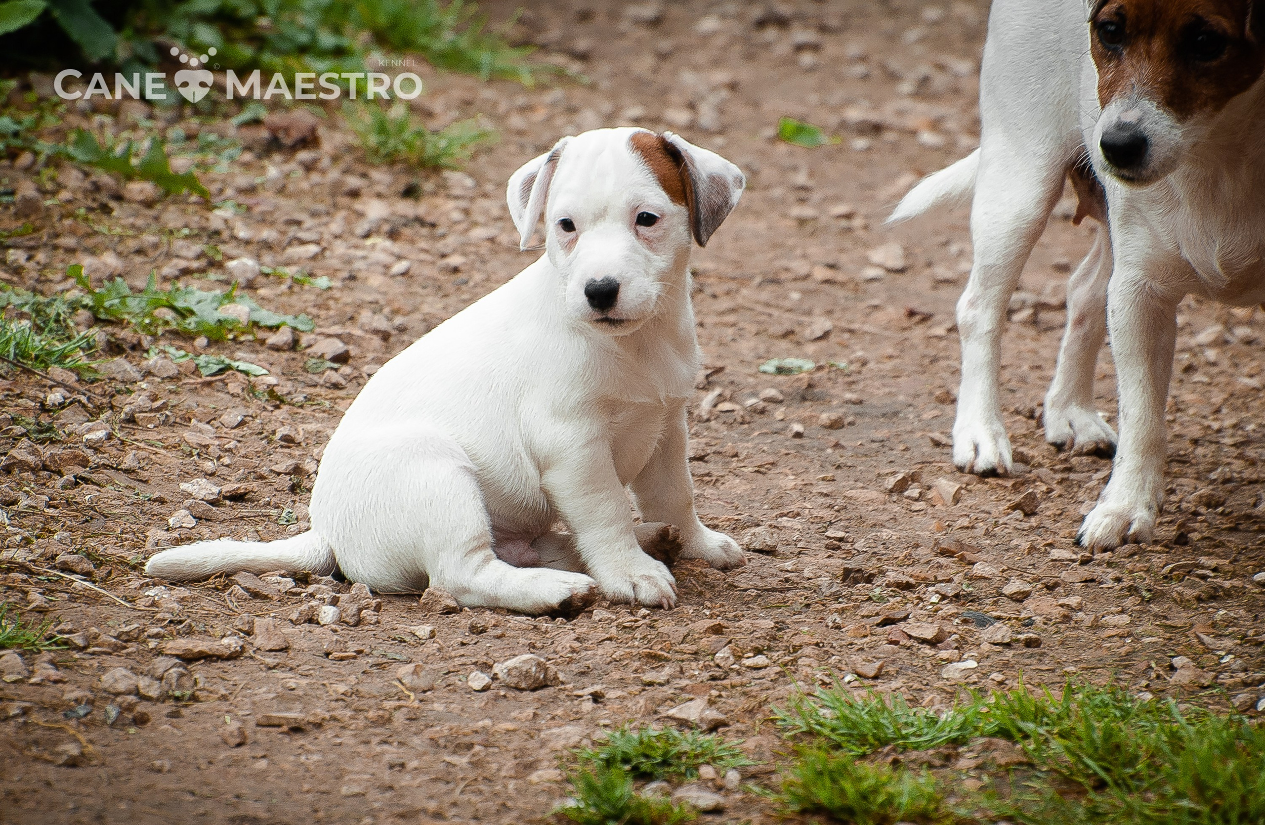 ЭСКИМО_MALE. CANE MAESTRO — kennel Jack Russell Terrier