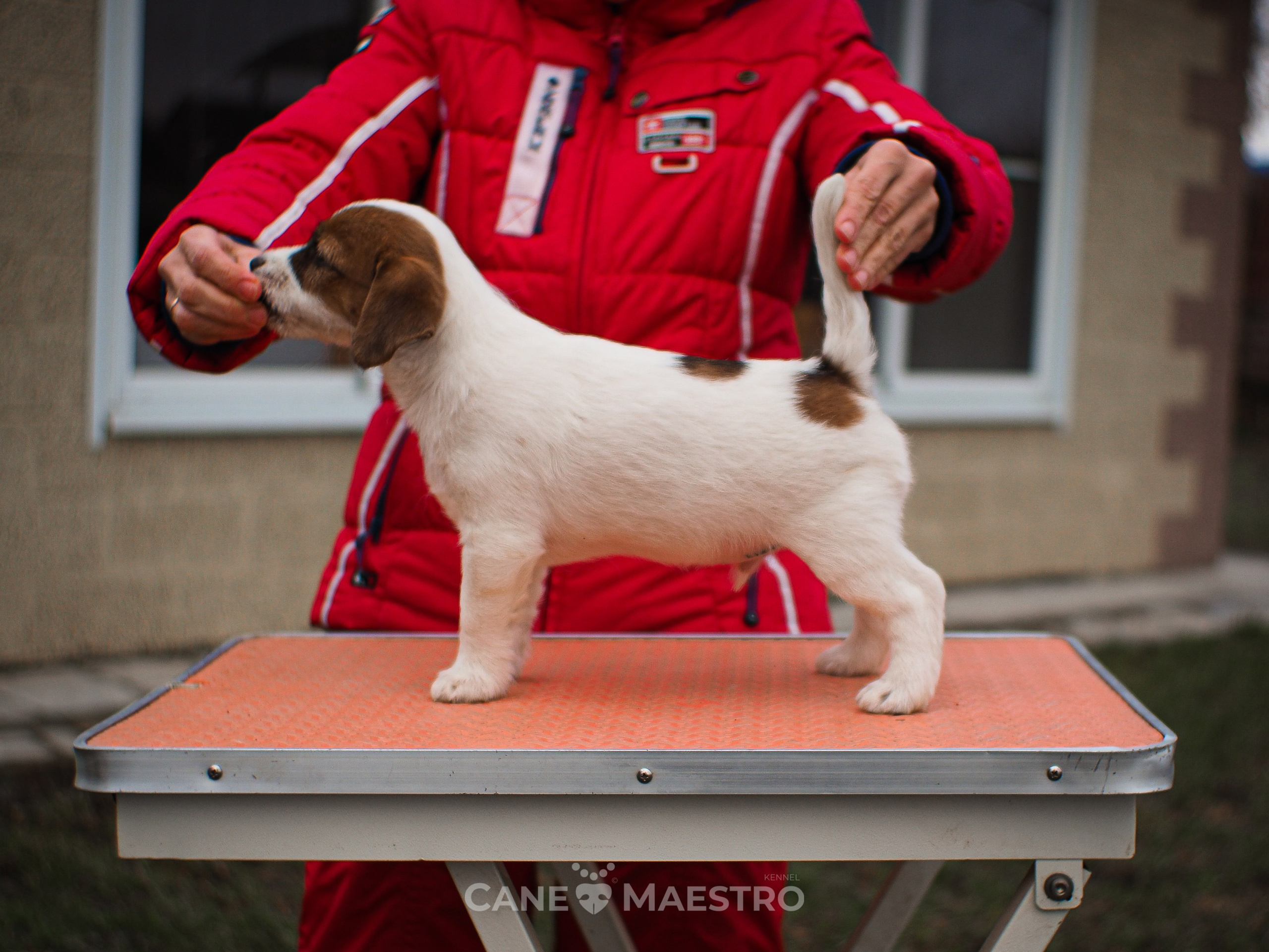 3КОБЛ_СНЕГОВИК. CANE MAESTRO — kennel Jack Russell Terrier