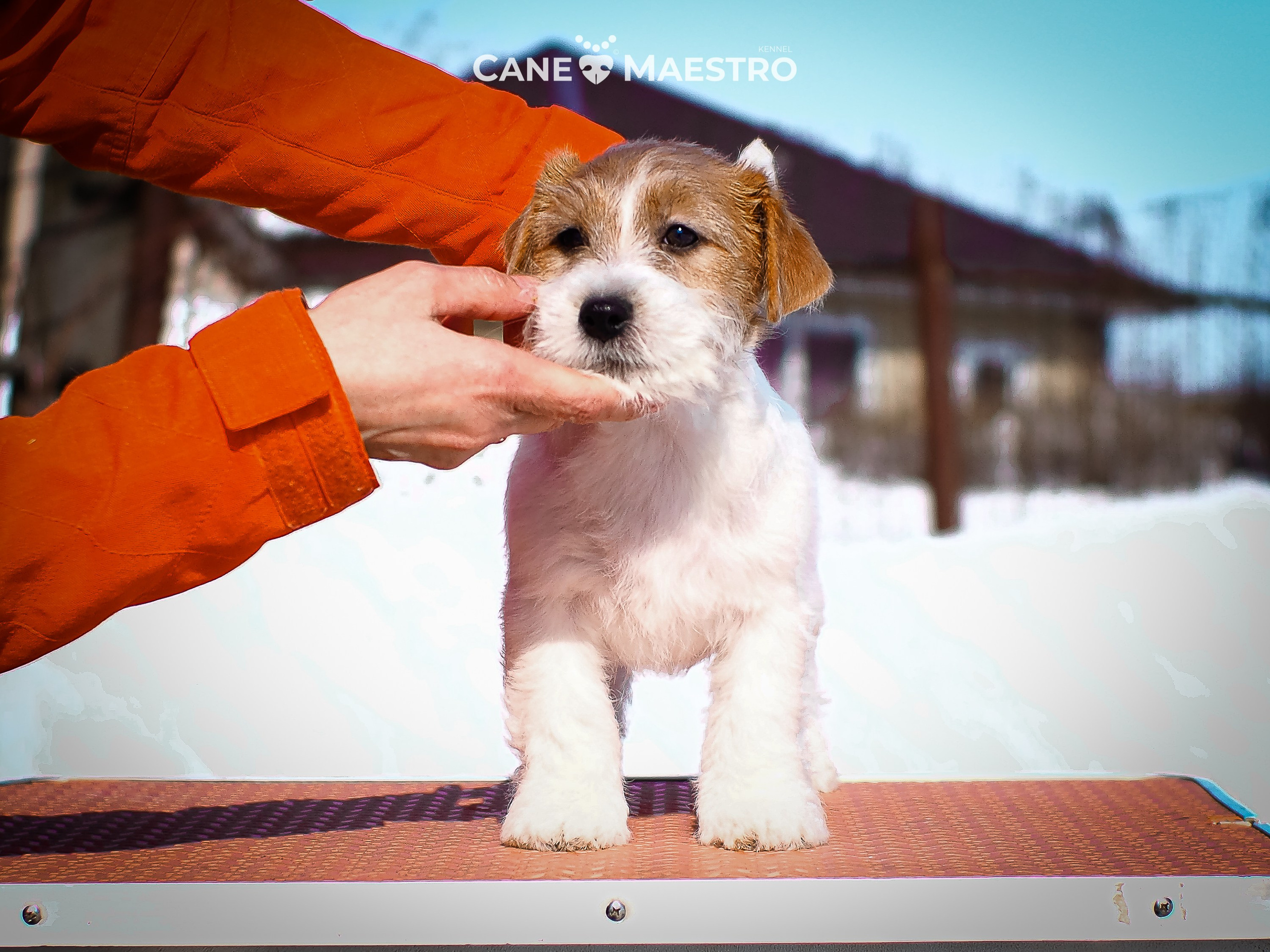 КОБ_2_Б_21_01_25. CANE MAESTRO — kennel Jack Russell Terrier