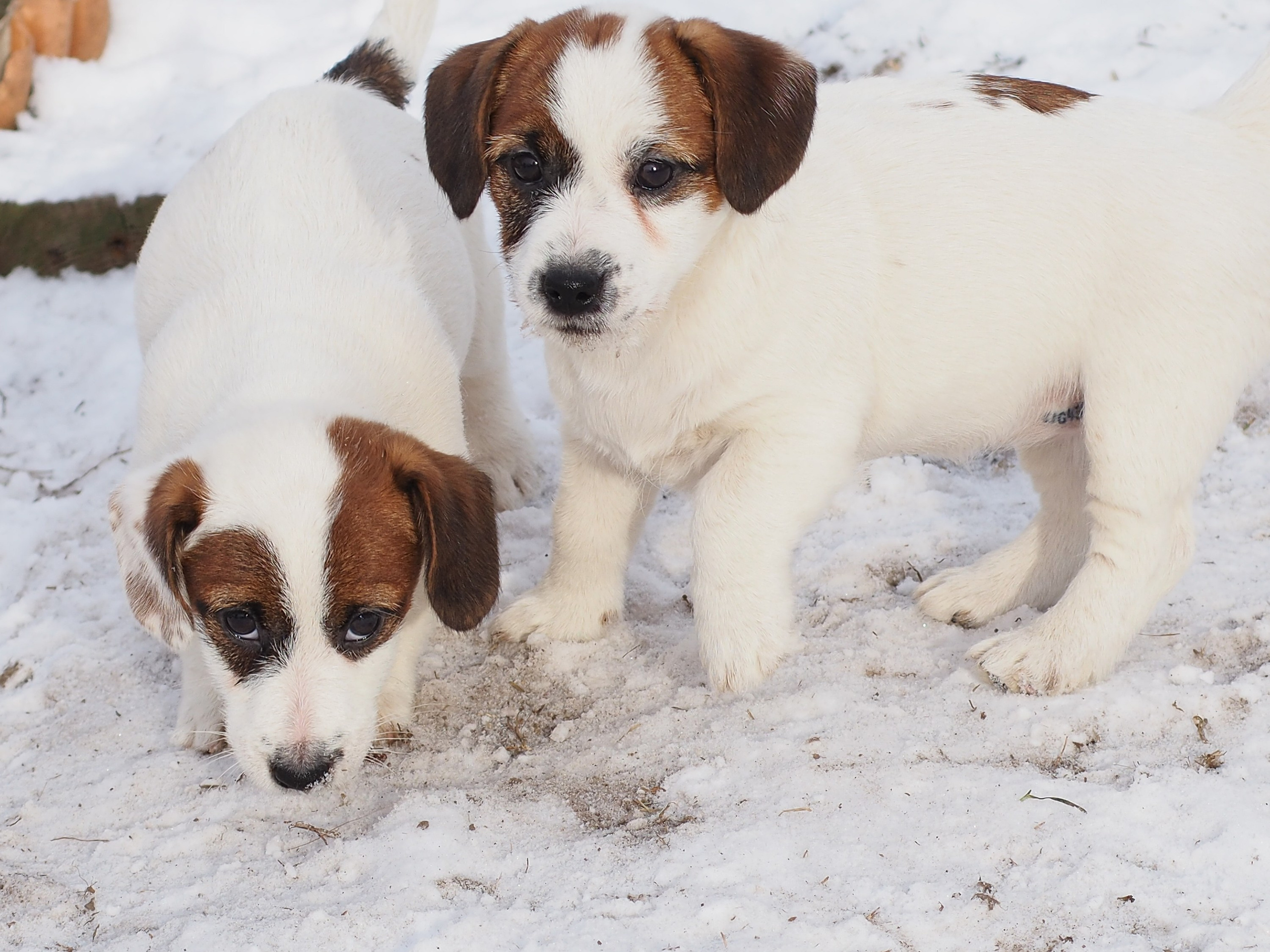 3_Девочка_СНЕЖНАЯ_Ц. CANE MAESTRO — kennel Jack Russell Terrier